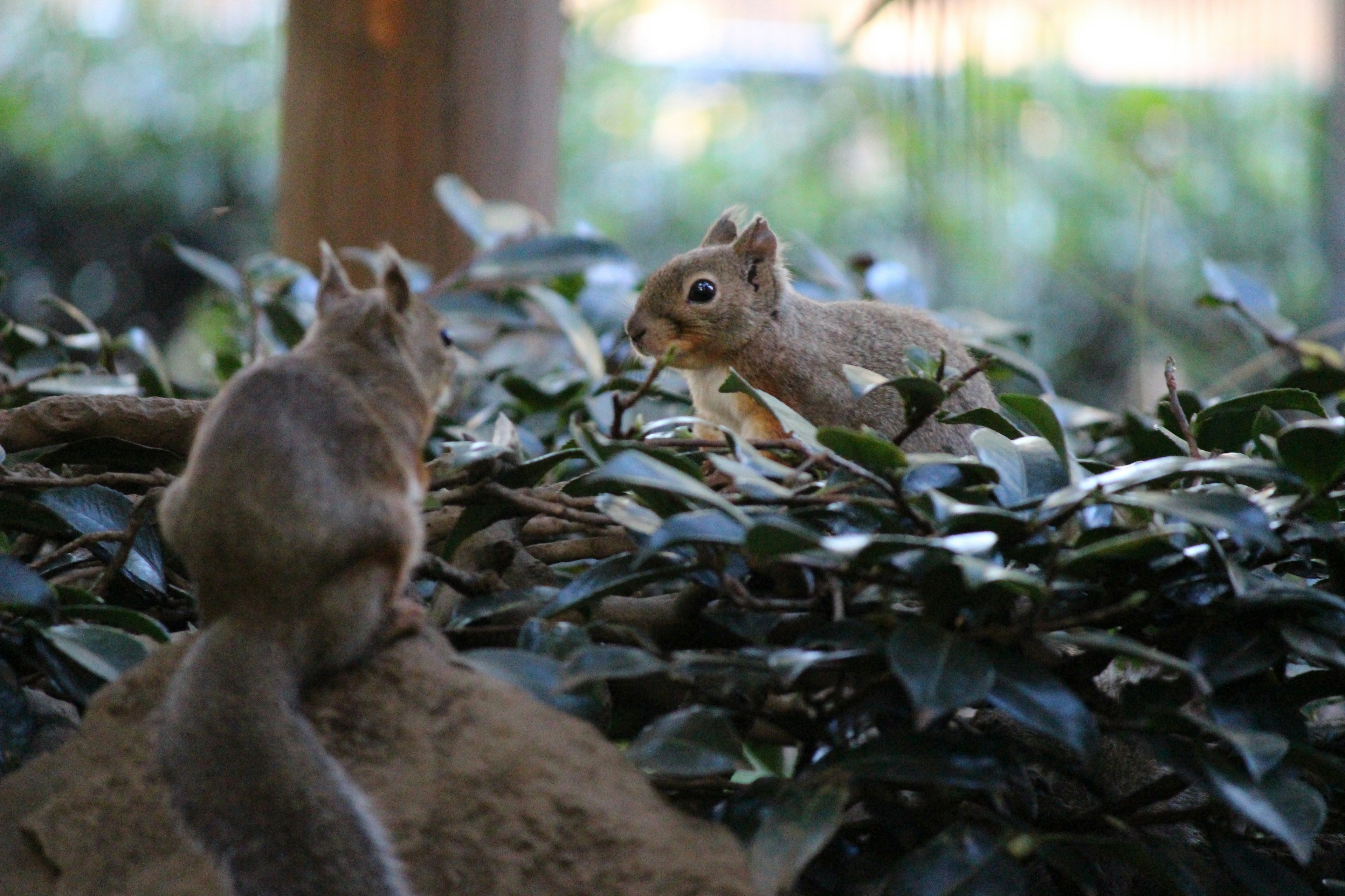 Two squirrels interacting among green leaves