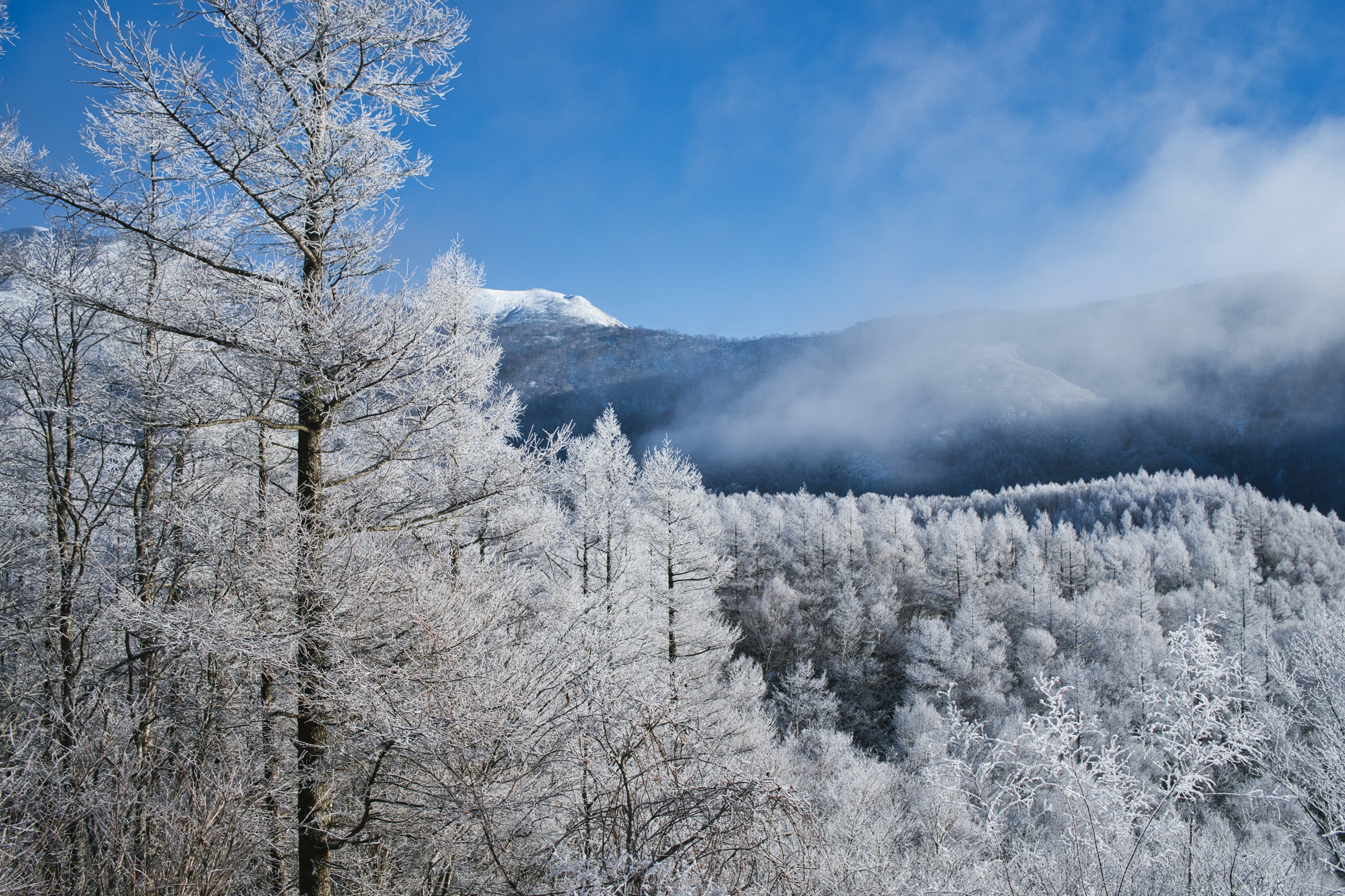 Schöne Landschaft mit schneebedeckten Bäumen und blauem Himmel