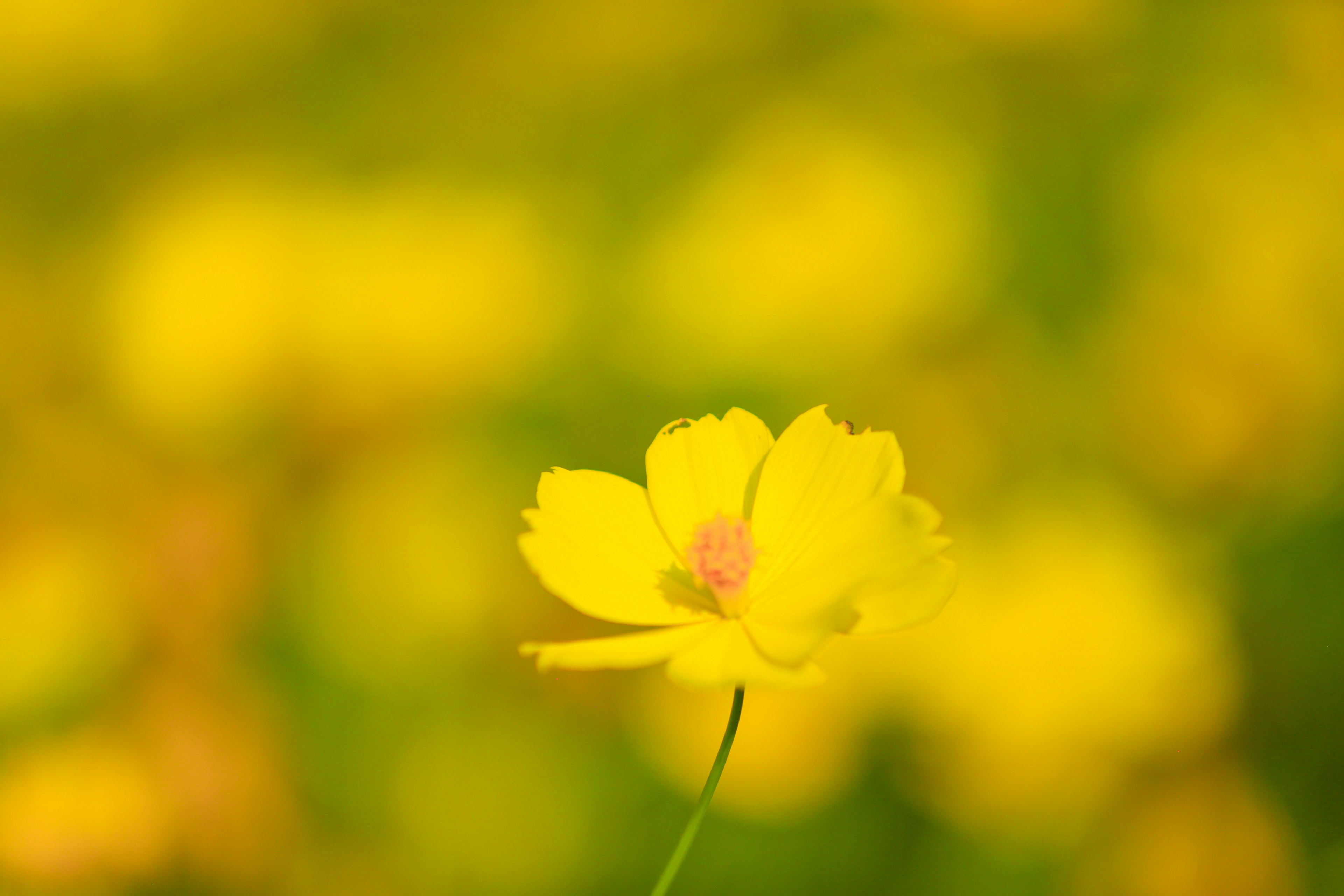 鮮やかな黄色の花がピンクの中心を持ち、背景にはぼんやりとした黄色の花が広がっている