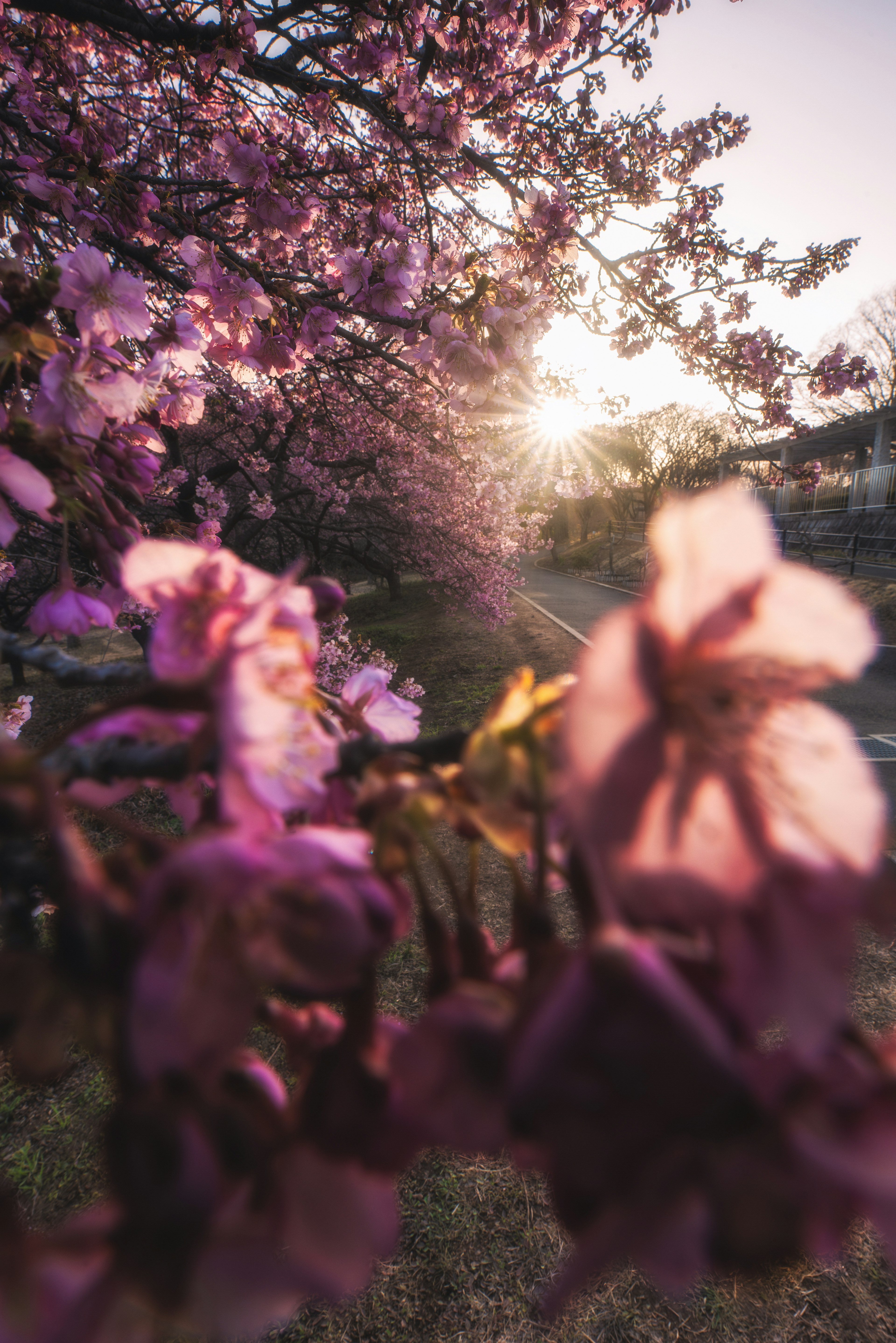 桜の花と夕日が美しく照らされている風景