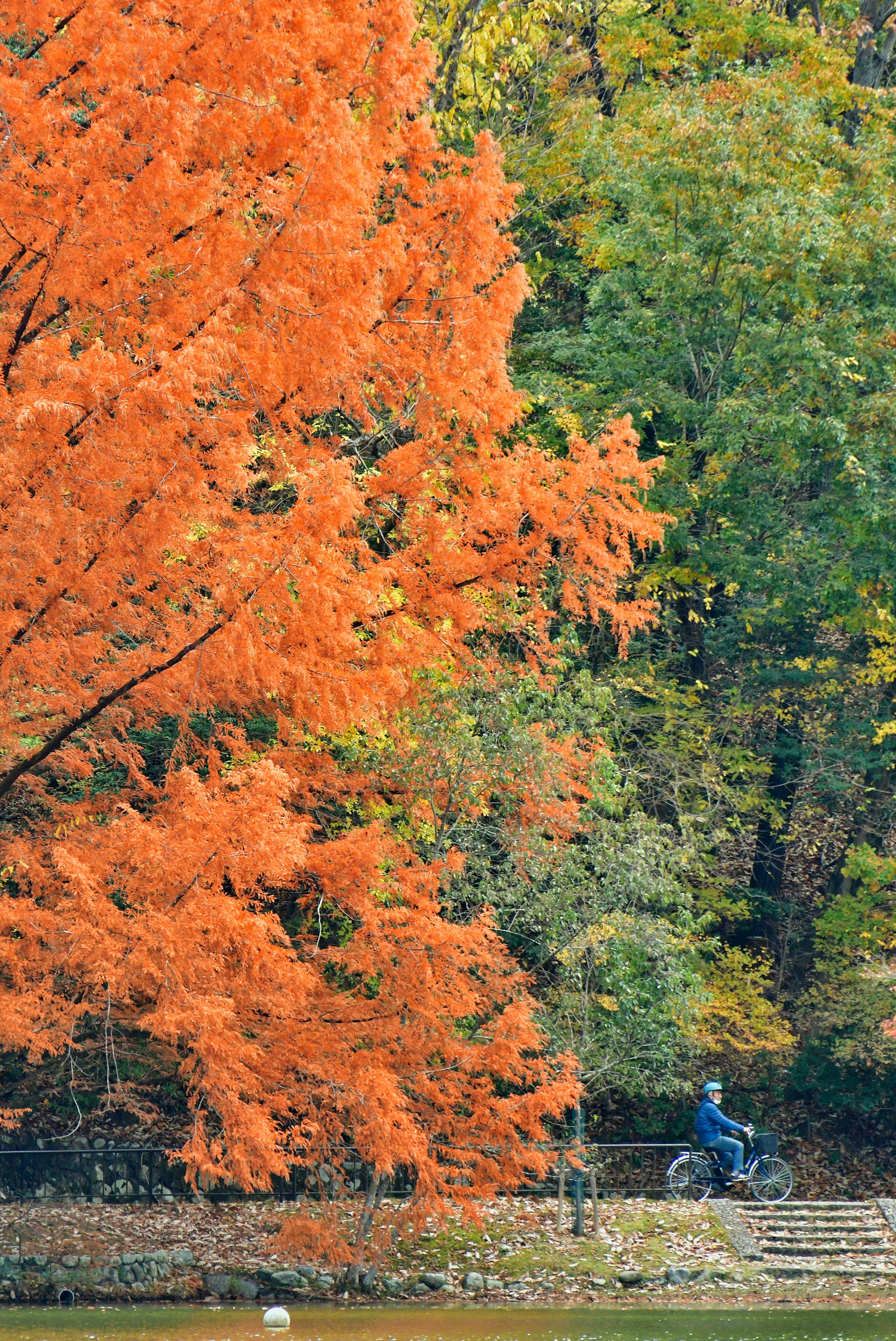 A landscape featuring an orange-leaved tree alongside green trees with a person riding a bicycle