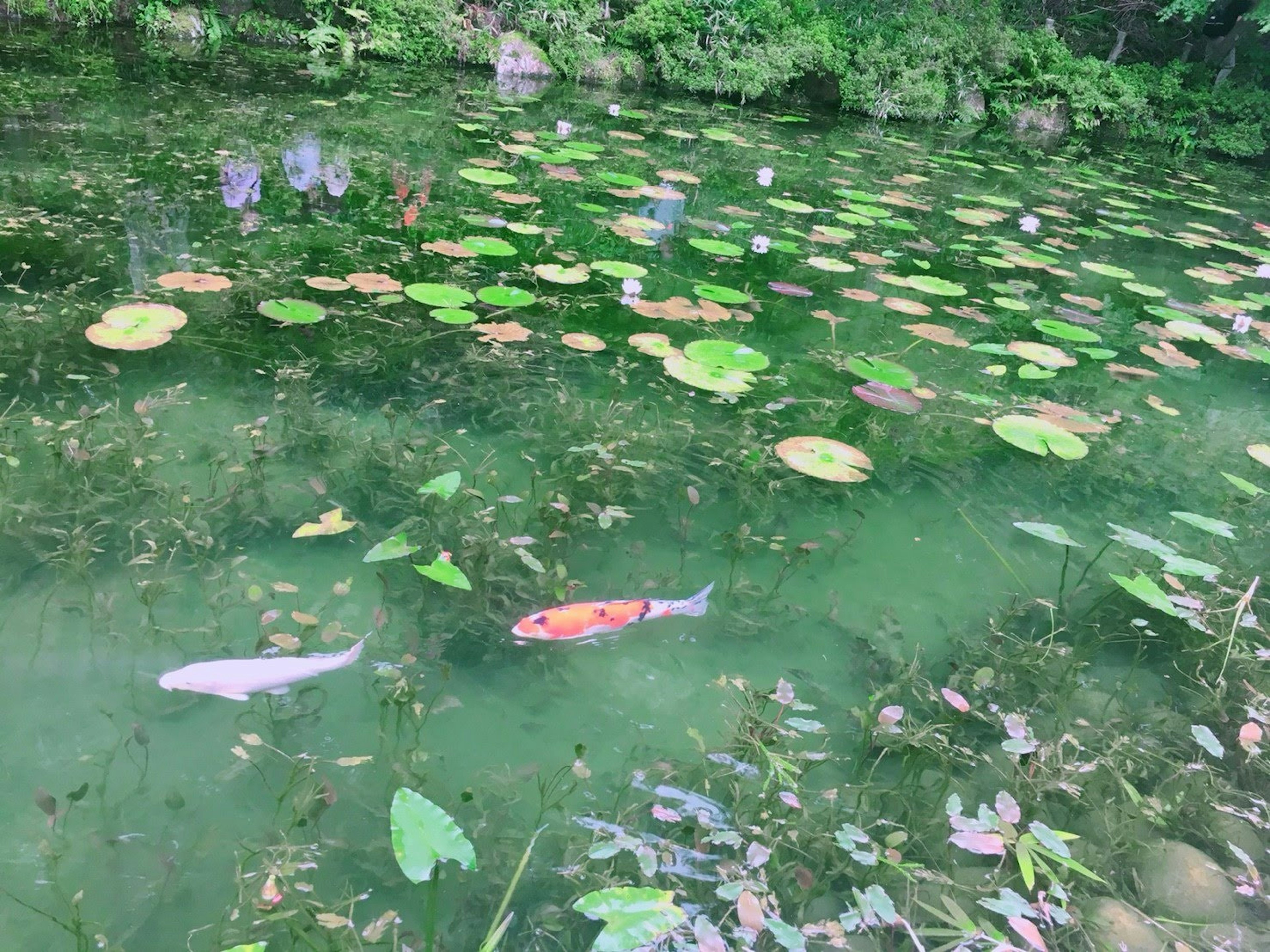 Pemandangan tenang kolam dengan ikan koi berenang di antara daun teratai