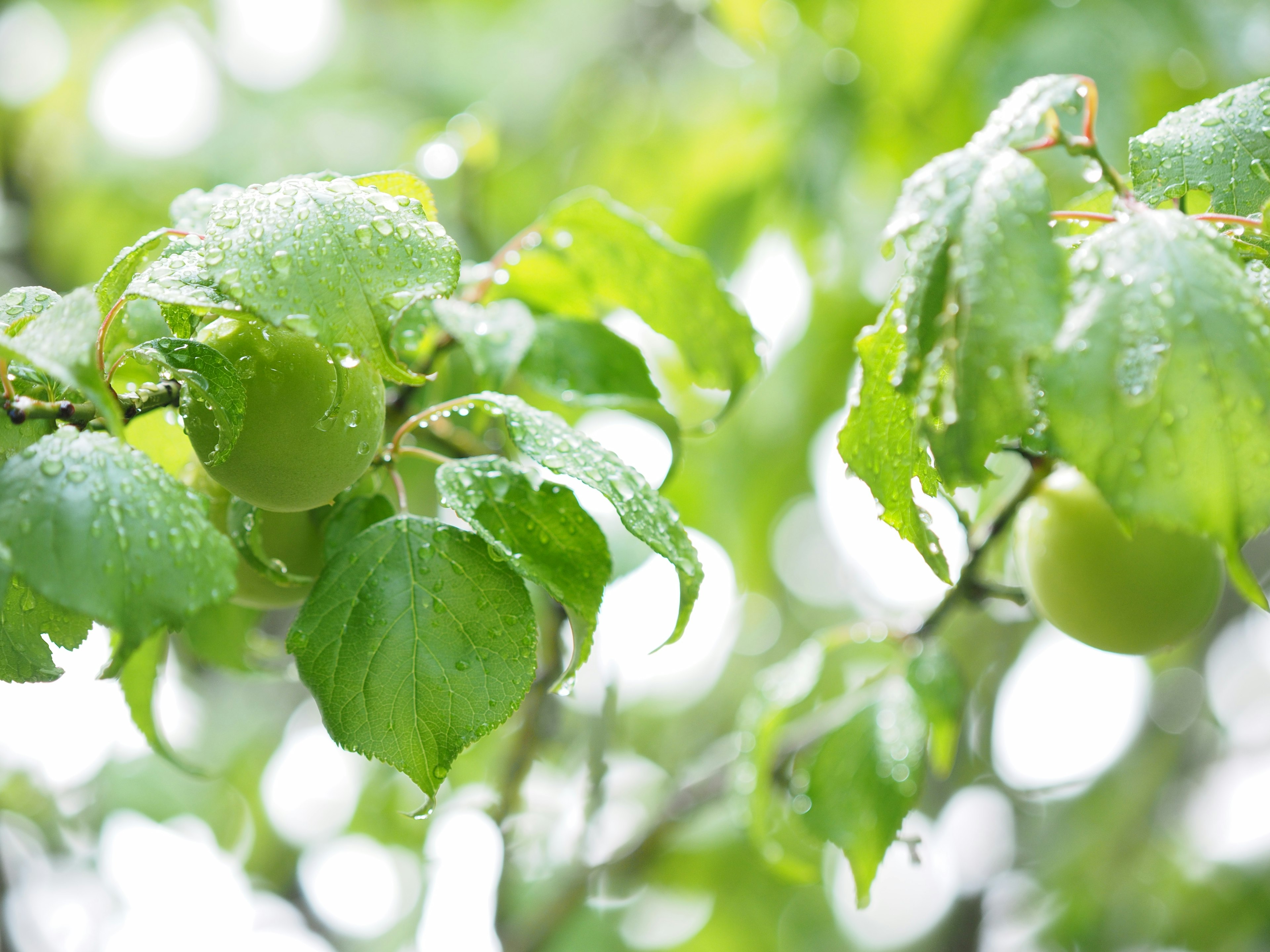 Pommes vertes et feuilles vertes luxuriantes sur une branche avec des gouttes de pluie