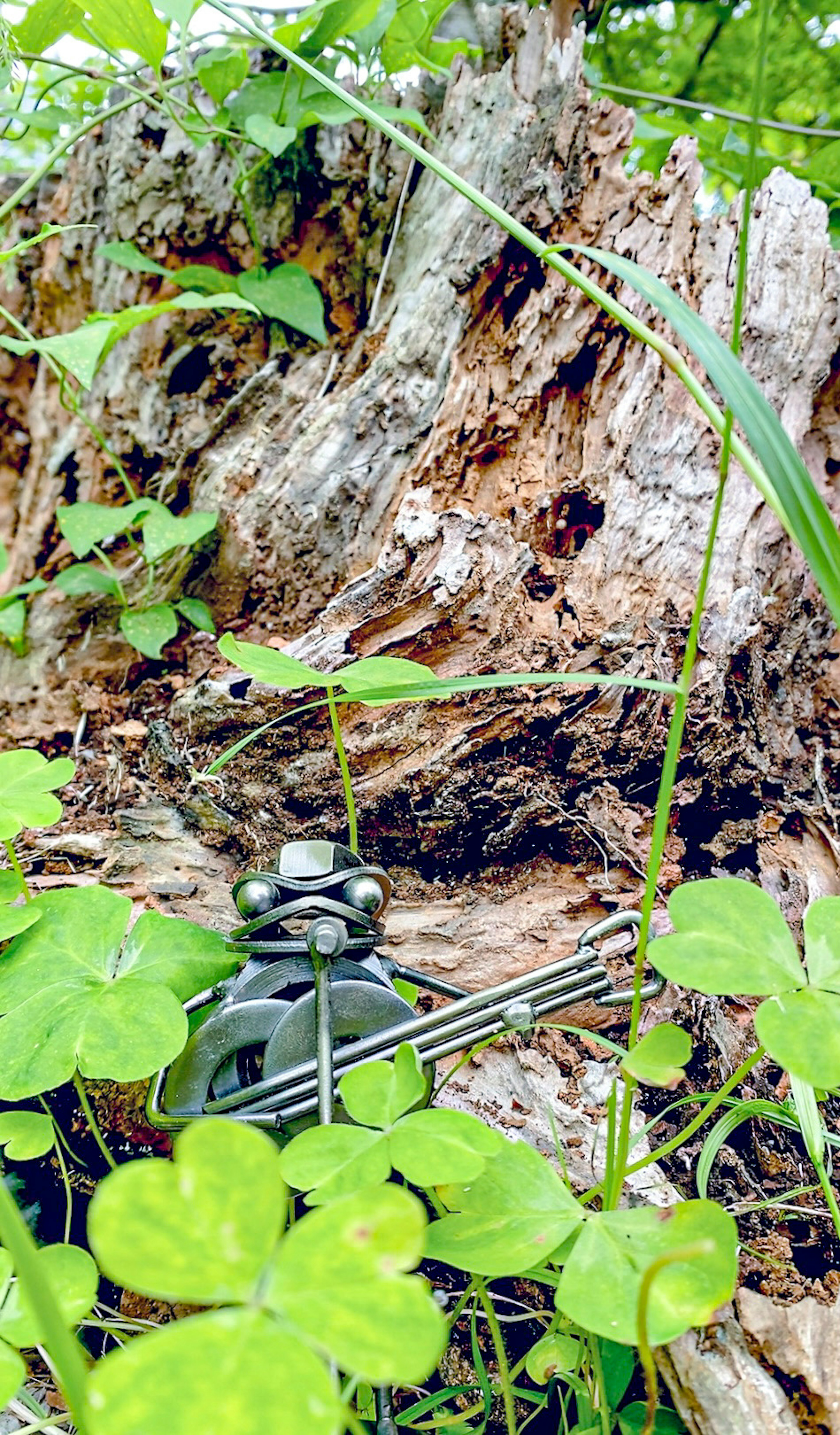 Herramienta metálica oculta en la base de un árbol rodeada de plantas verdes