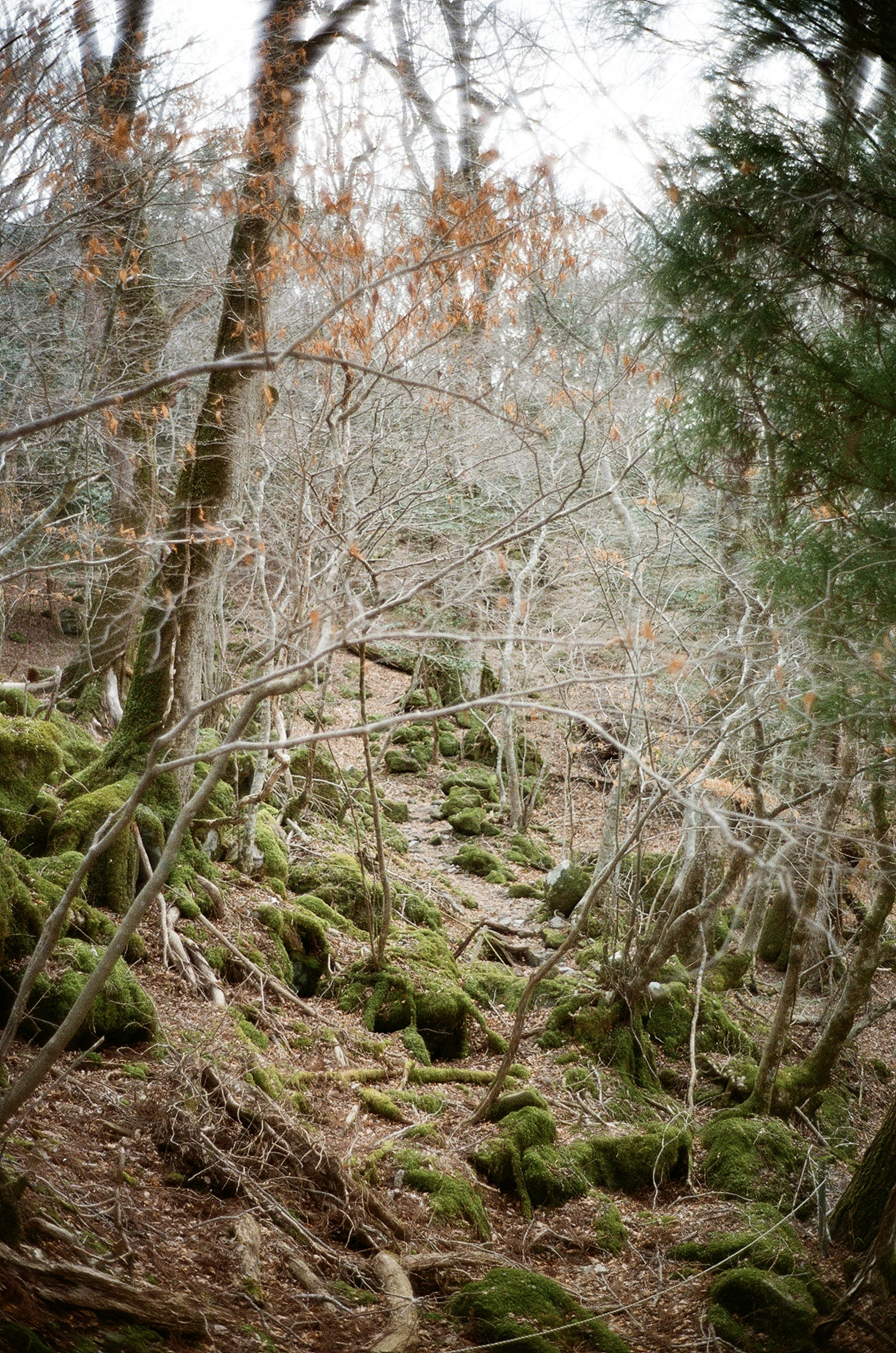 Una escena de bosque brumoso con rocas cubiertas de musgo y árboles desnudos