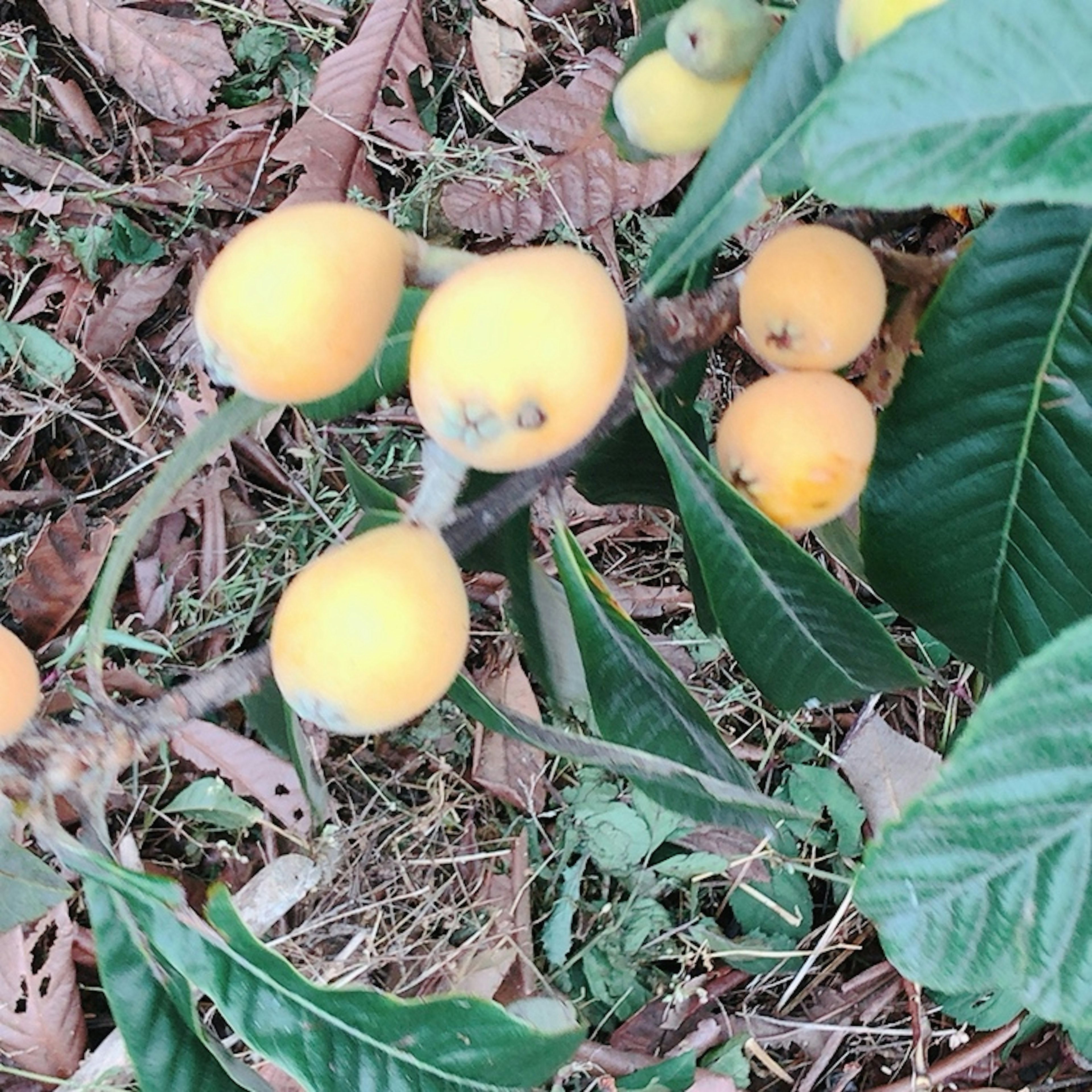 Kumpulan buah loquat kuning-oranye di antara daun hijau