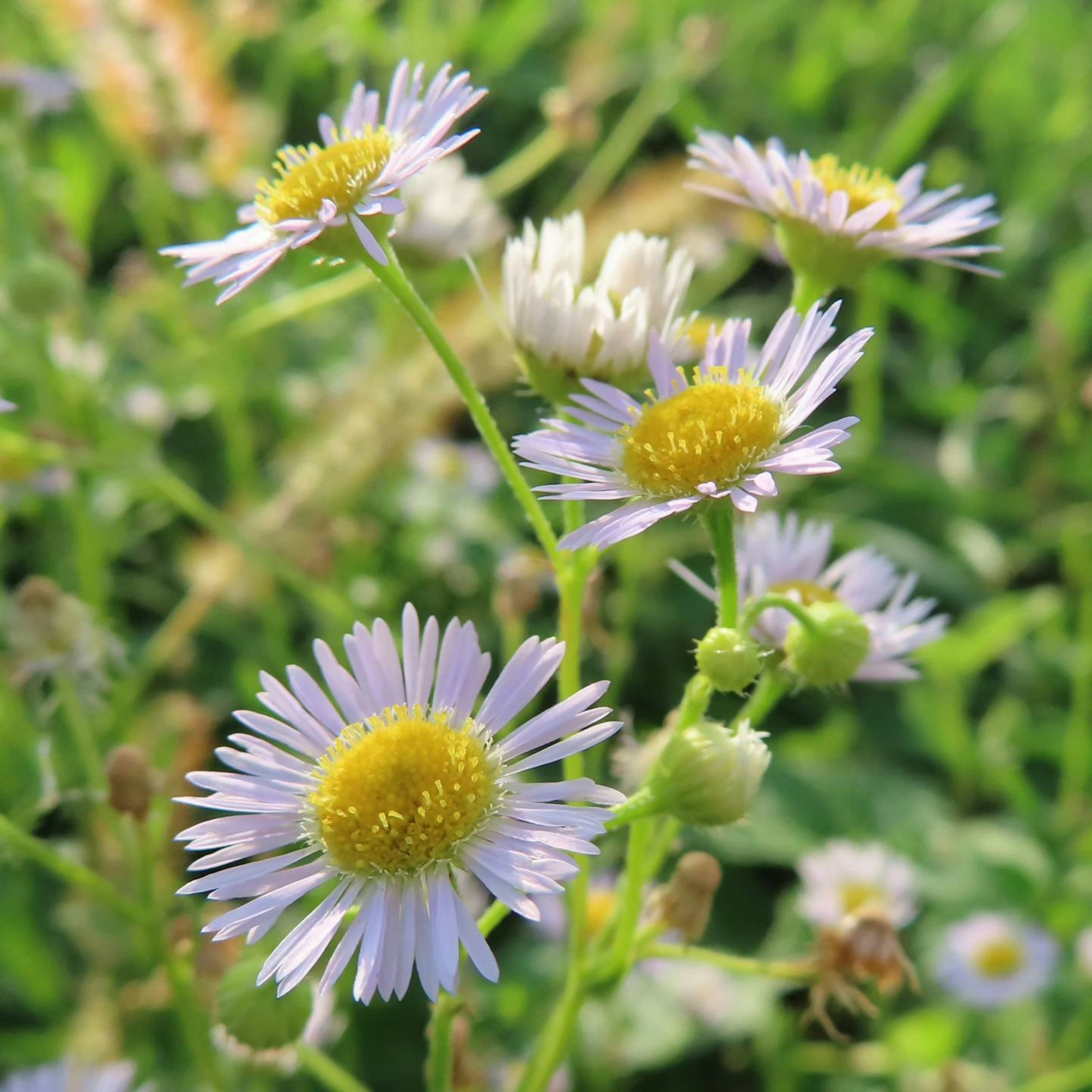 Ansammlung von kleinen Blumen mit weißen Blütenblättern und gelben Zentren