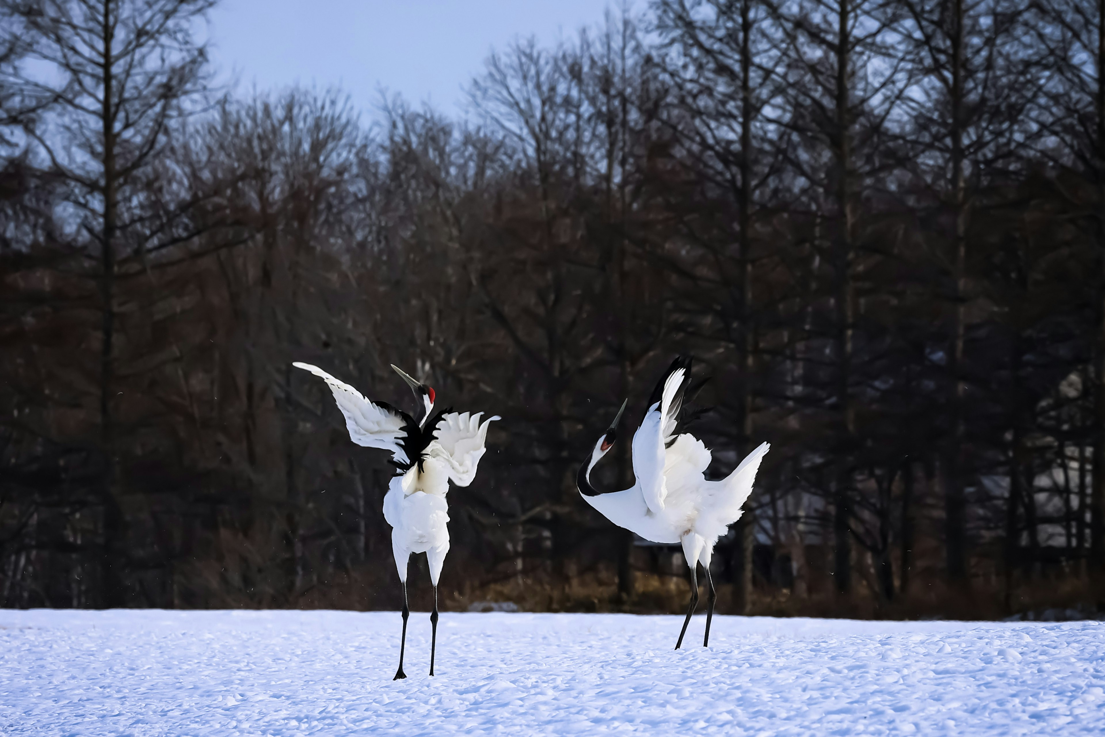 Dos grúas de corona roja bailando sobre la nieve