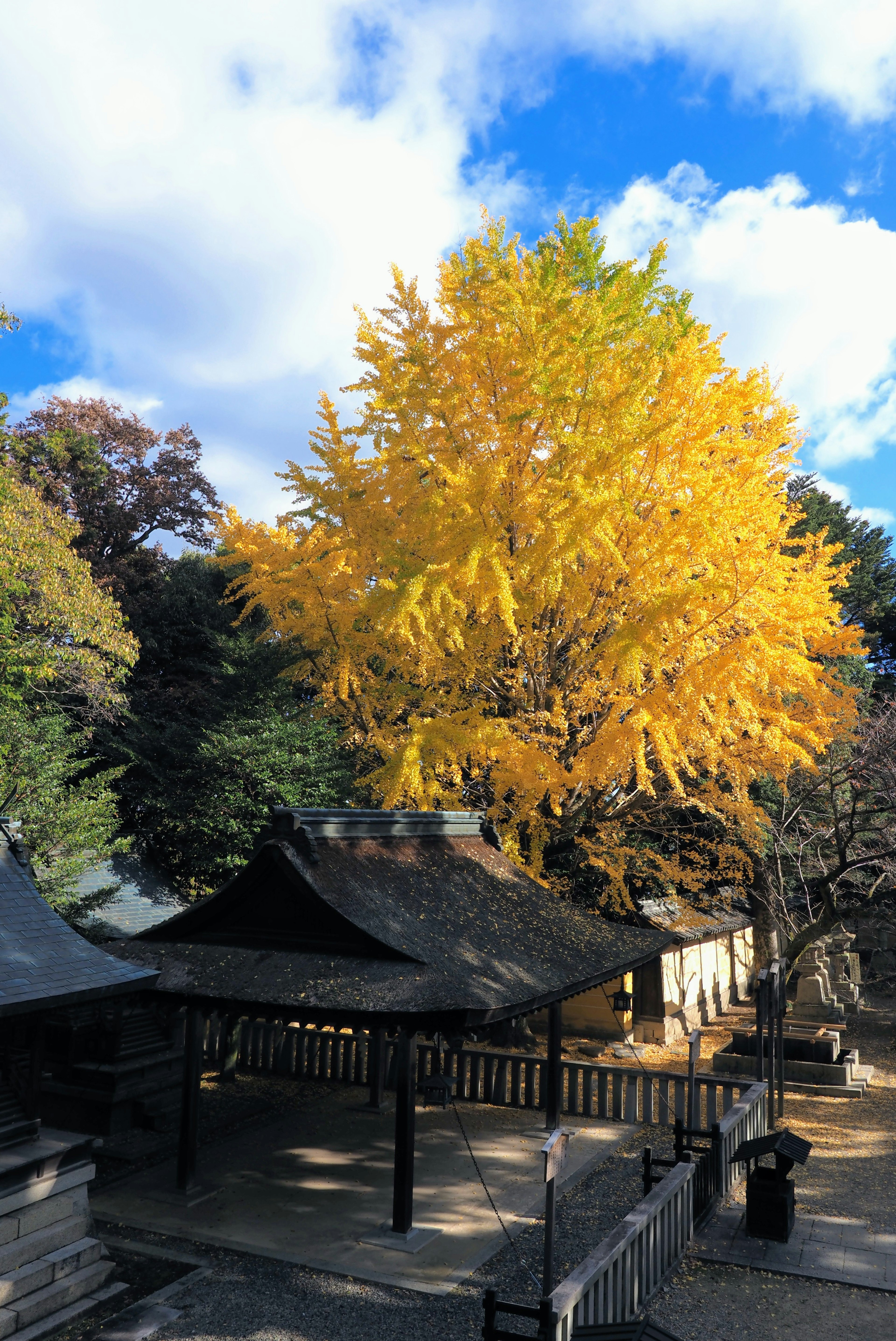 Pohon ginkgo kuning yang menakjubkan di bawah langit biru dengan bangunan tradisional