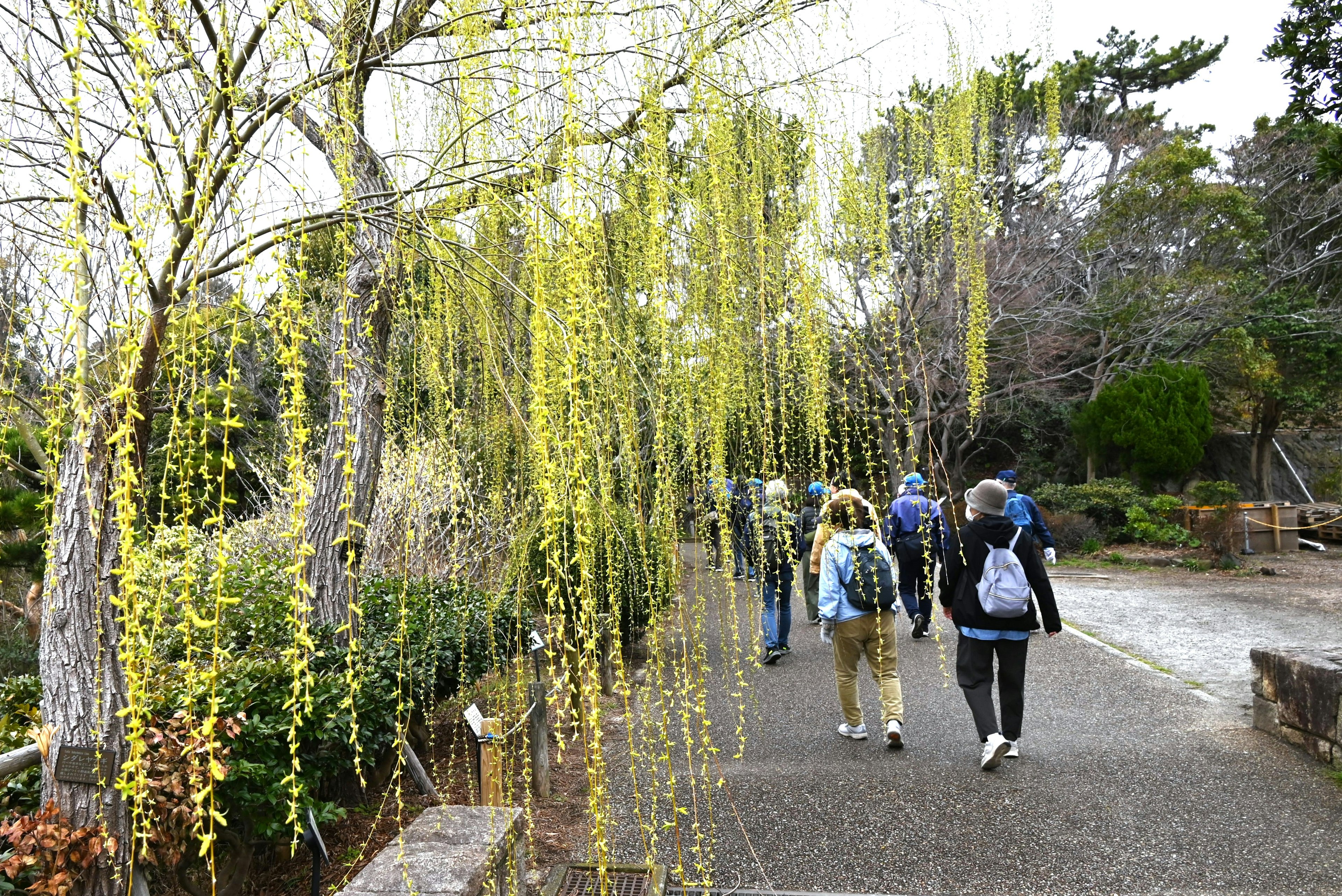 Group of people walking under green willow trees