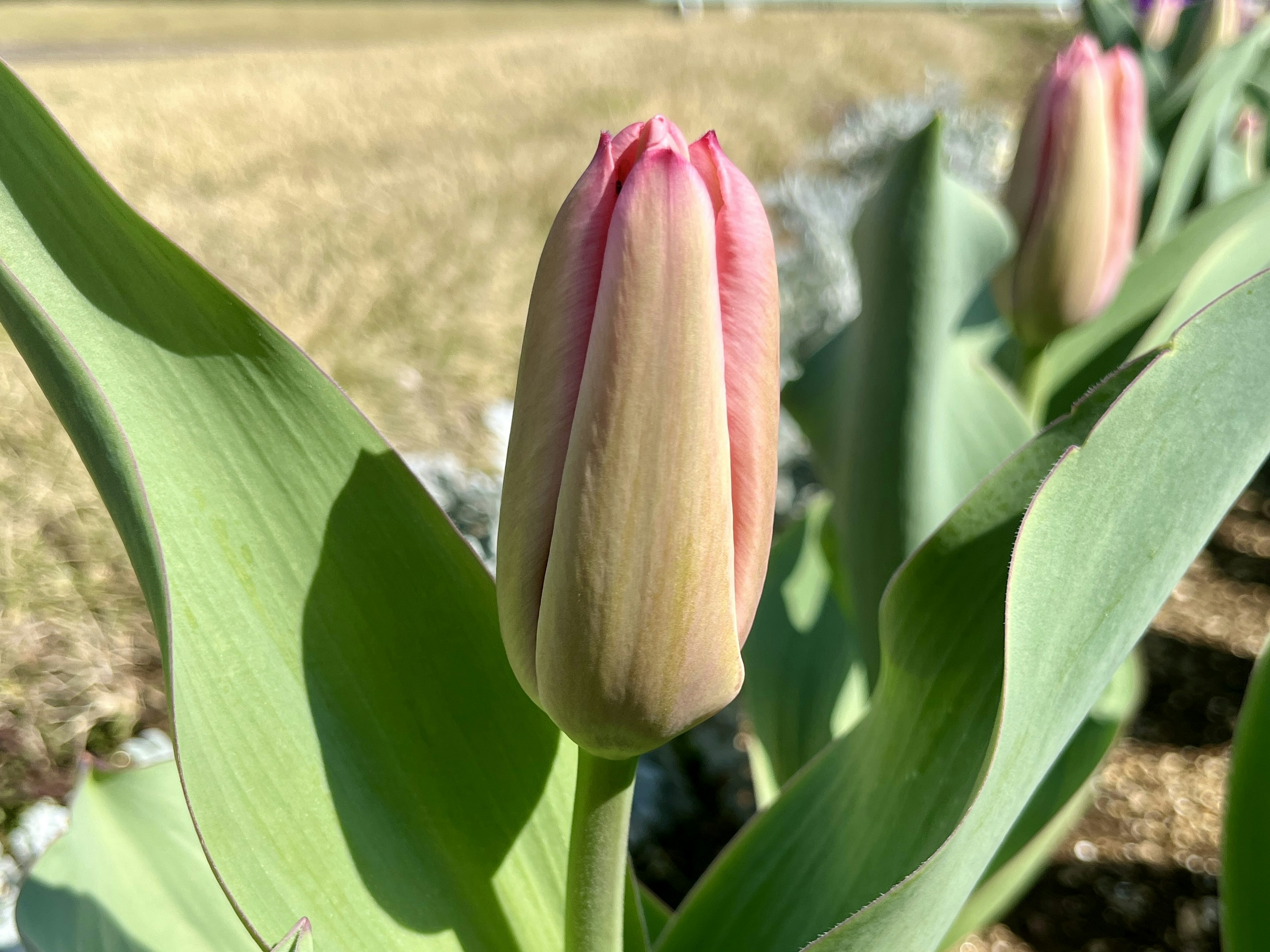 Kedekatan kuncup tulip dengan daun hijau di ladang