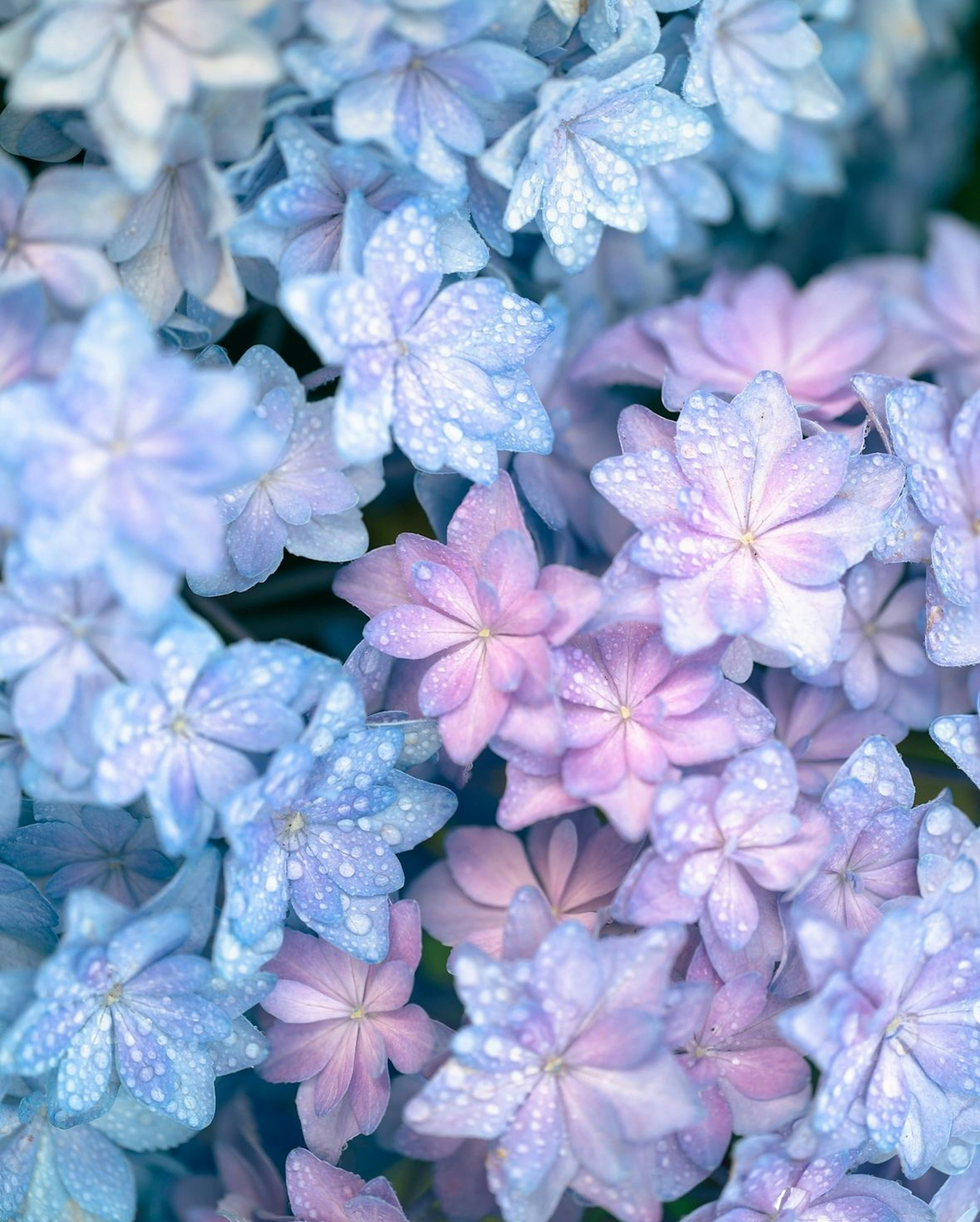 Primer plano de hermosas flores en tonos azules y rosas