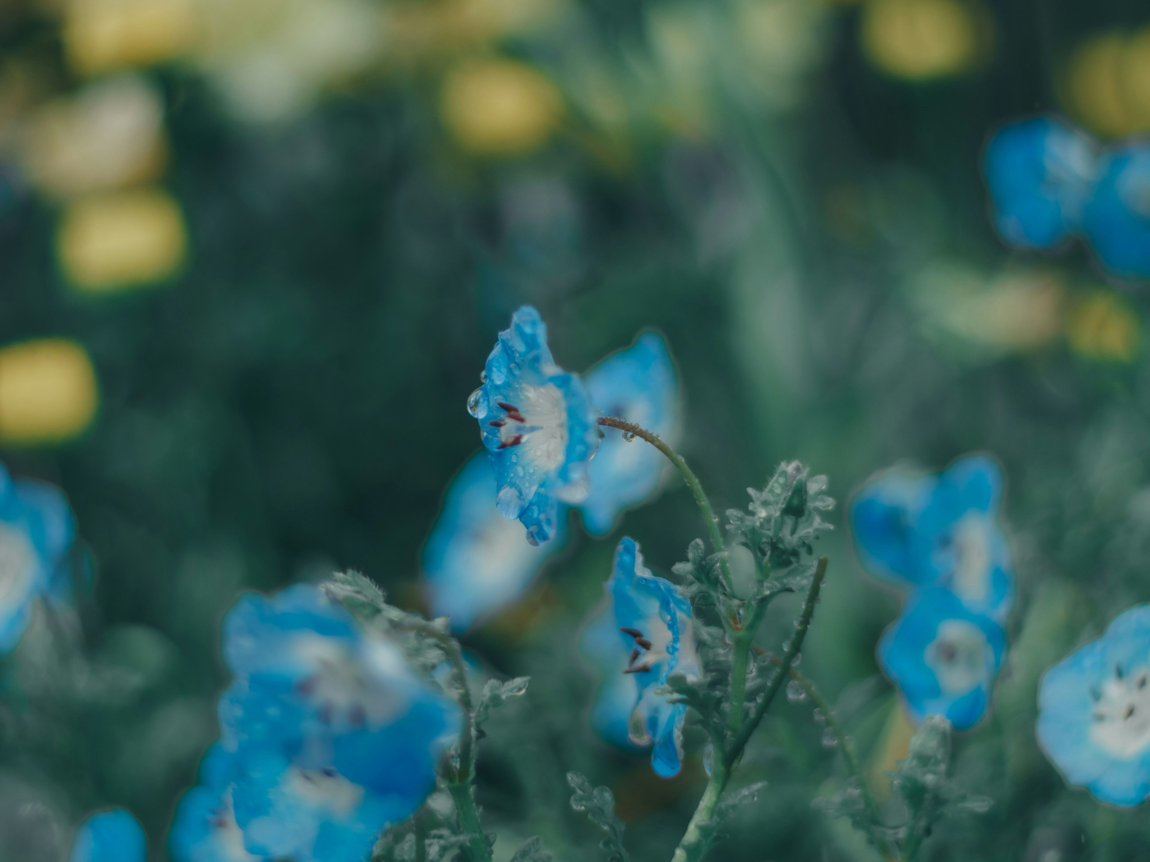 Fond flou de fleurs bleues avec feuillage vert