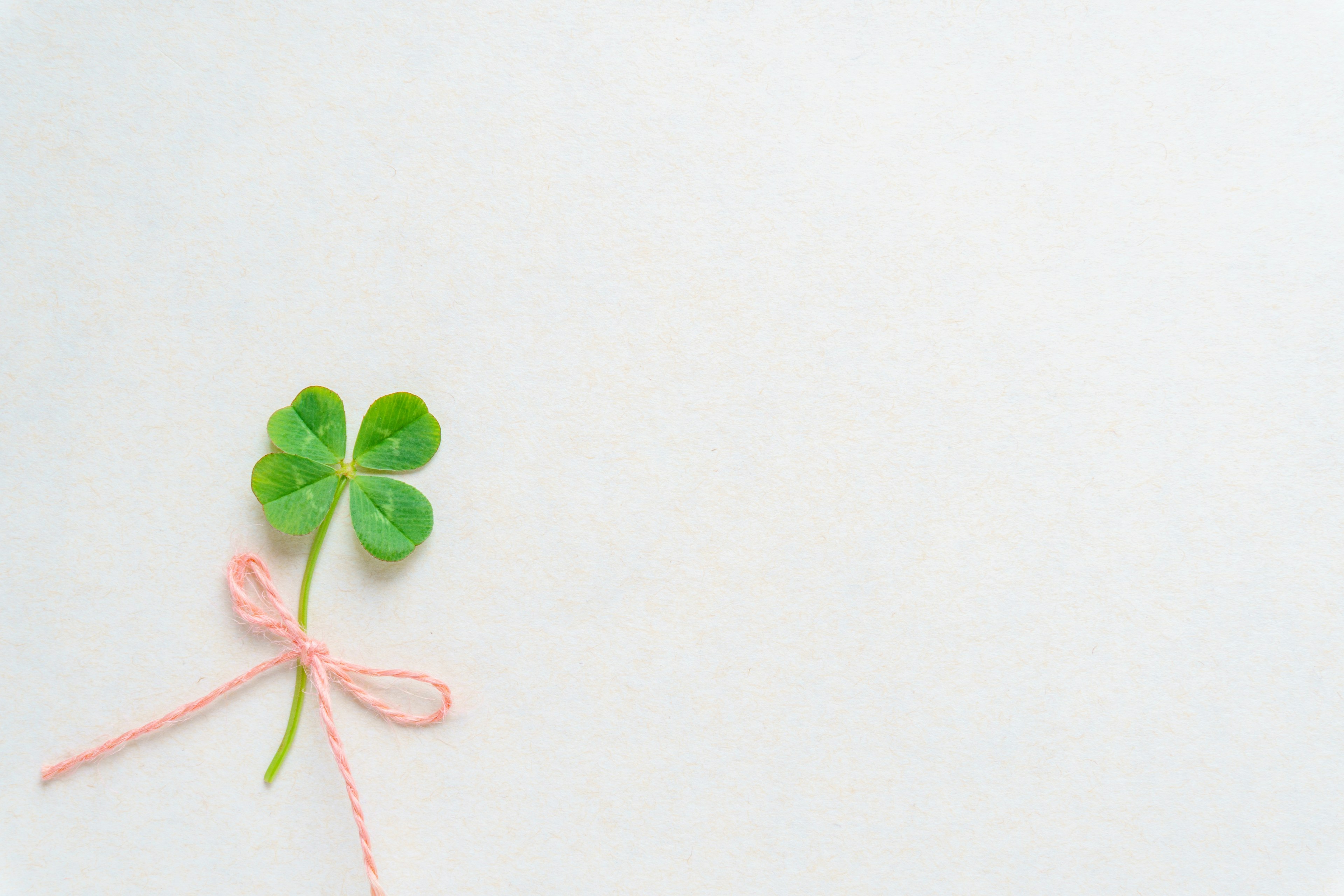 A green four-leaf clover tied with a pink ribbon on a white background