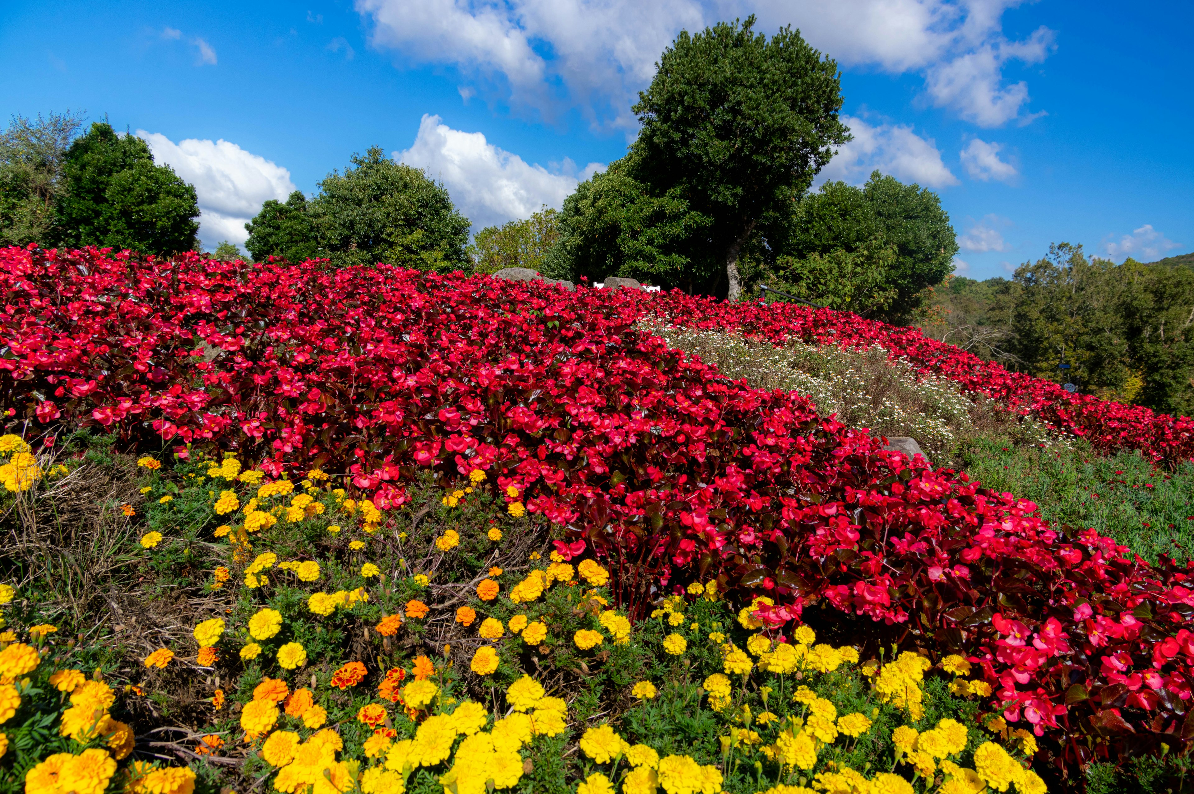 เนินเขาสีสันสดใสเต็มไปด้วยดอกไม้ที่บาน ดอกเบโกเนียสีแดงและดอกไม้สีเหลืองที่บานเต็มที่