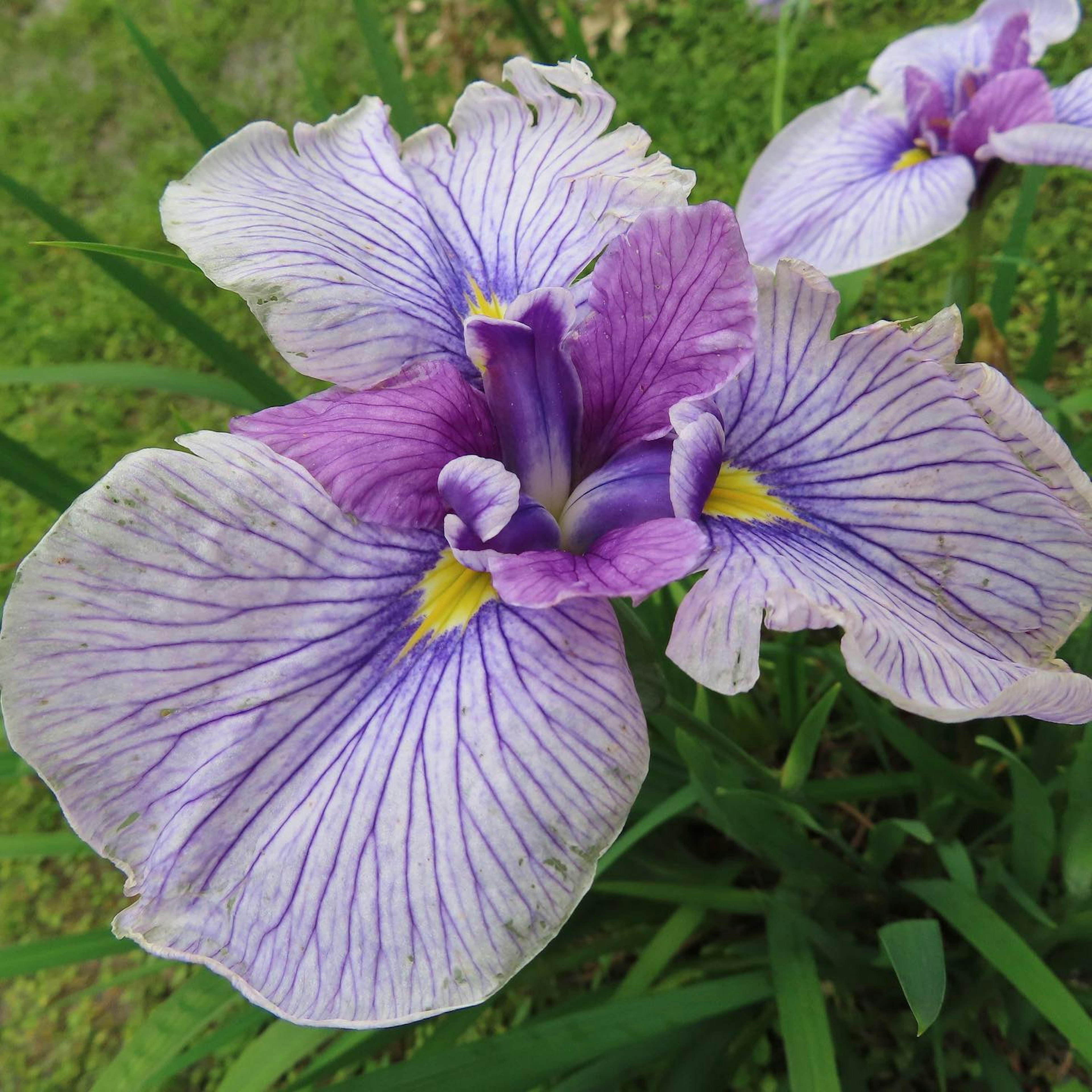 紫色の縞模様の花びらを持つ美しいアイリスの花