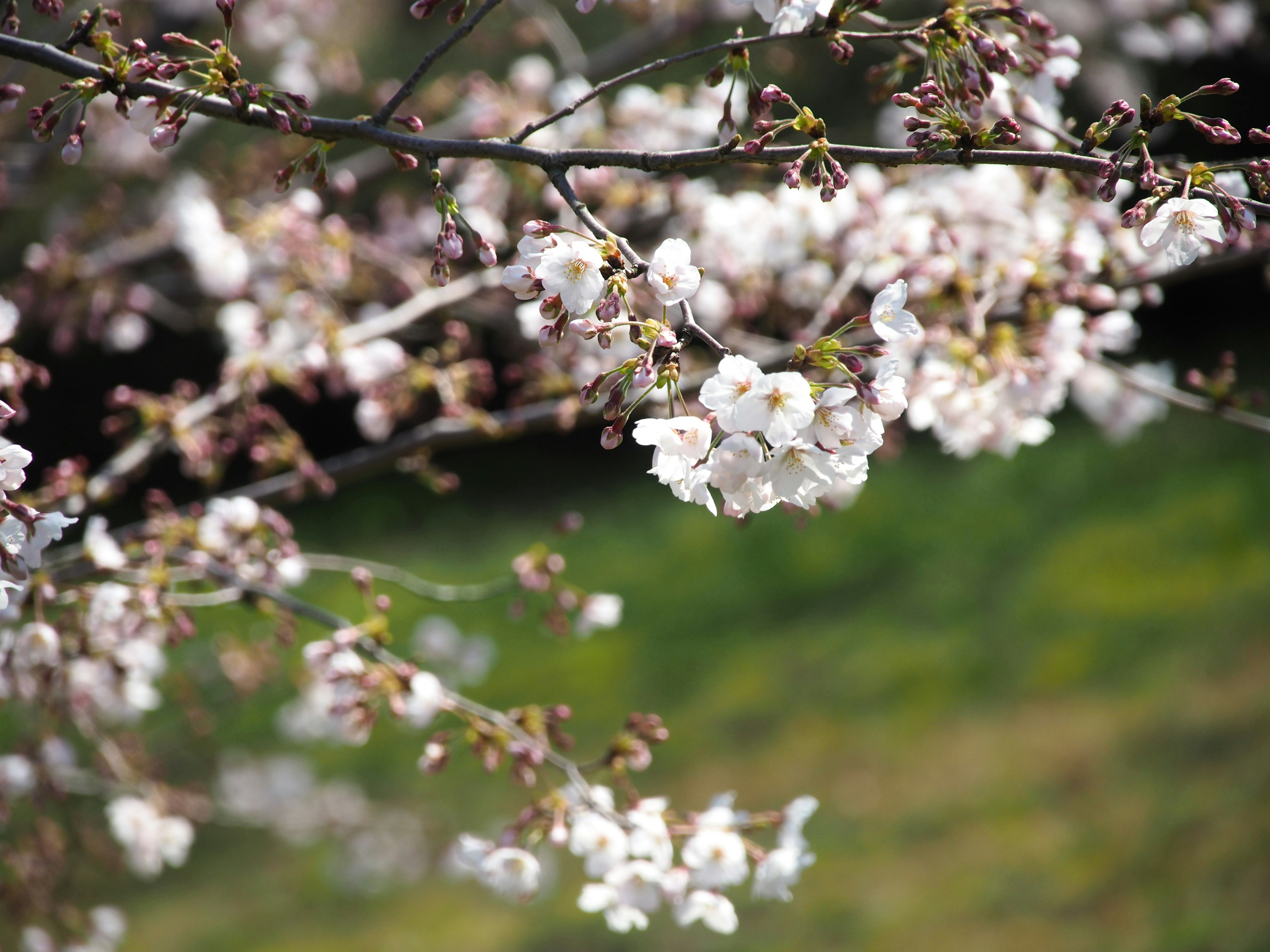 Kedekatan cabang bunga sakura dengan bunga putih lembut di latar belakang hijau