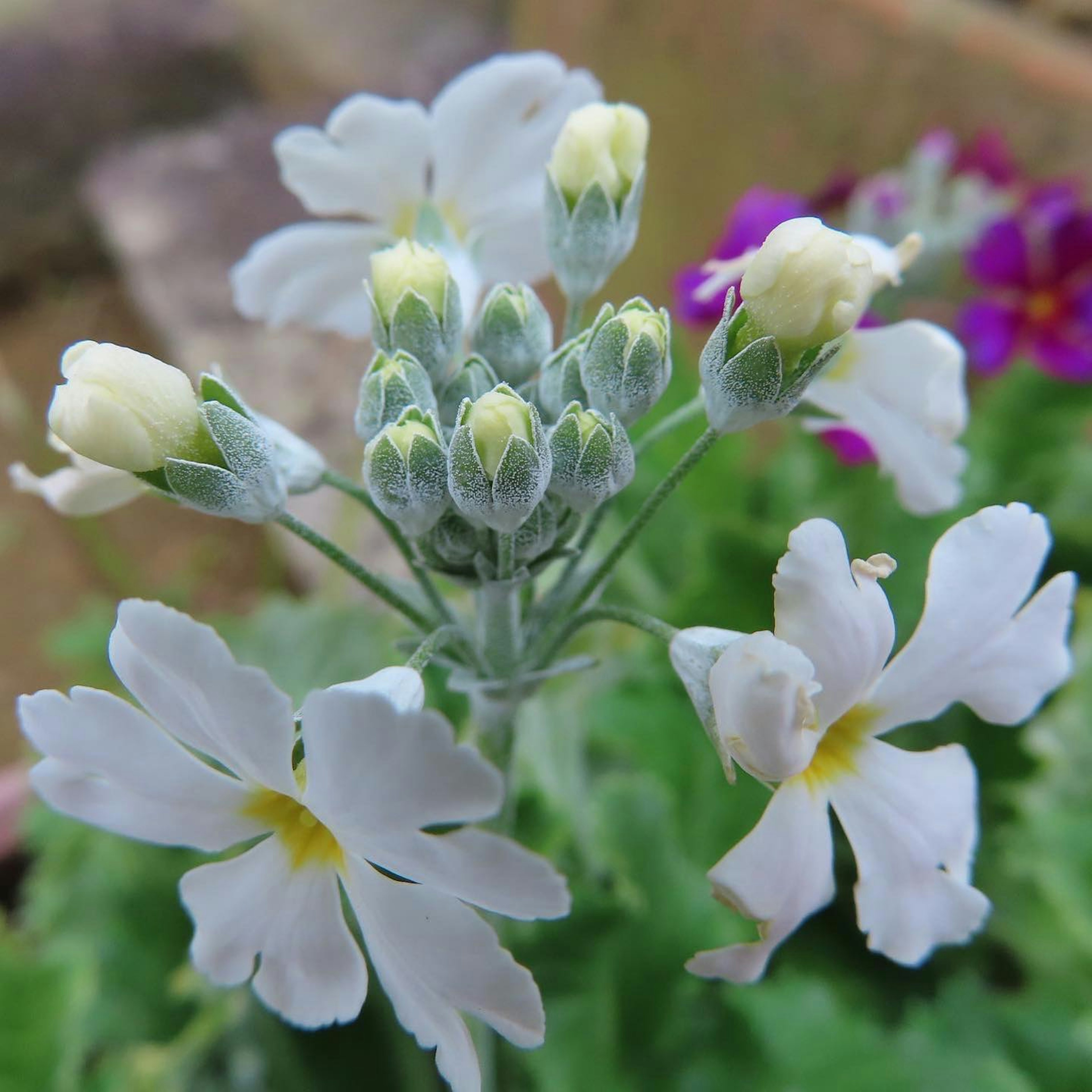 Nahaufnahme einer Pflanze mit weißen Blüten und Knospen