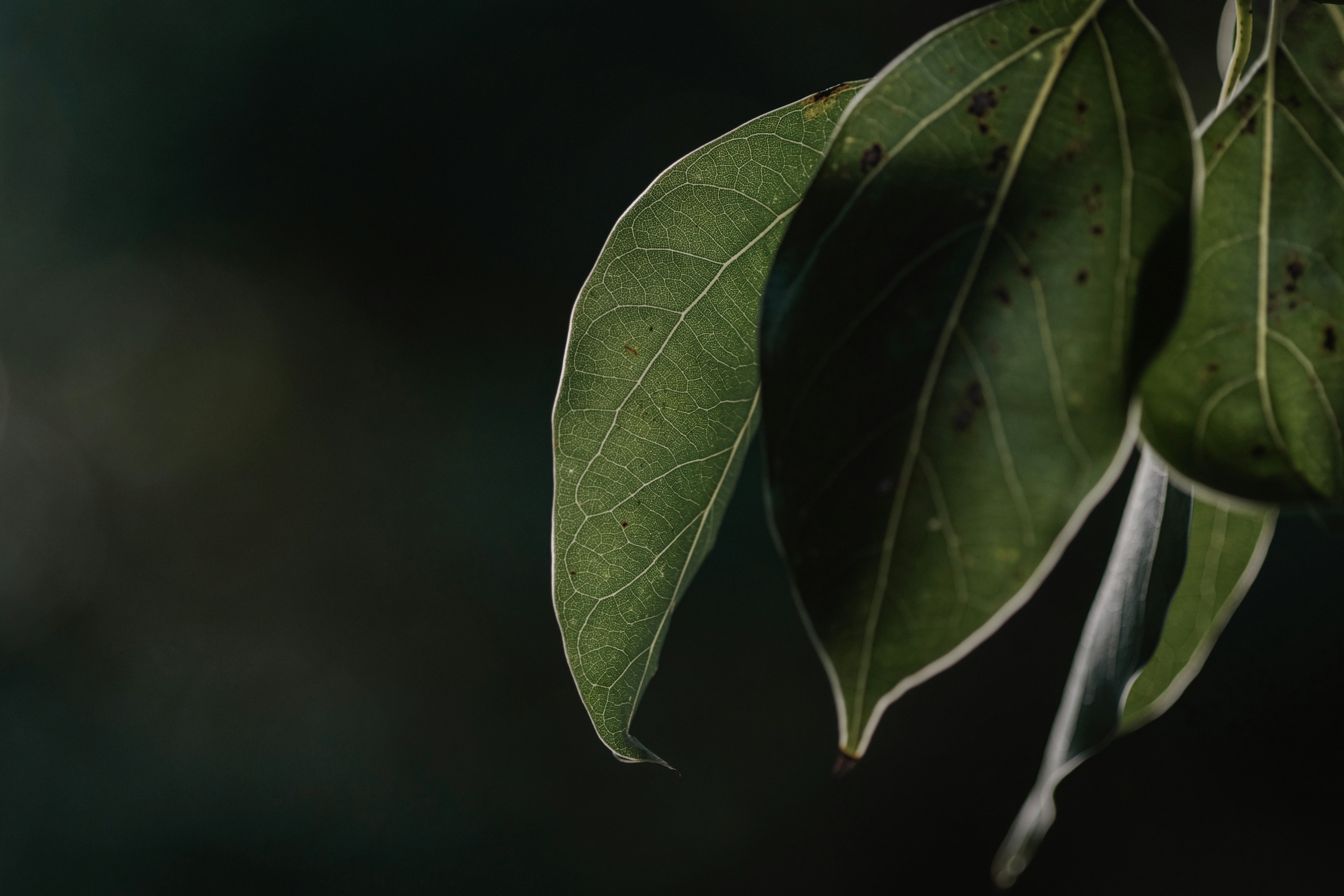 Daun hijau dengan tekstur rinci di latar belakang gelap