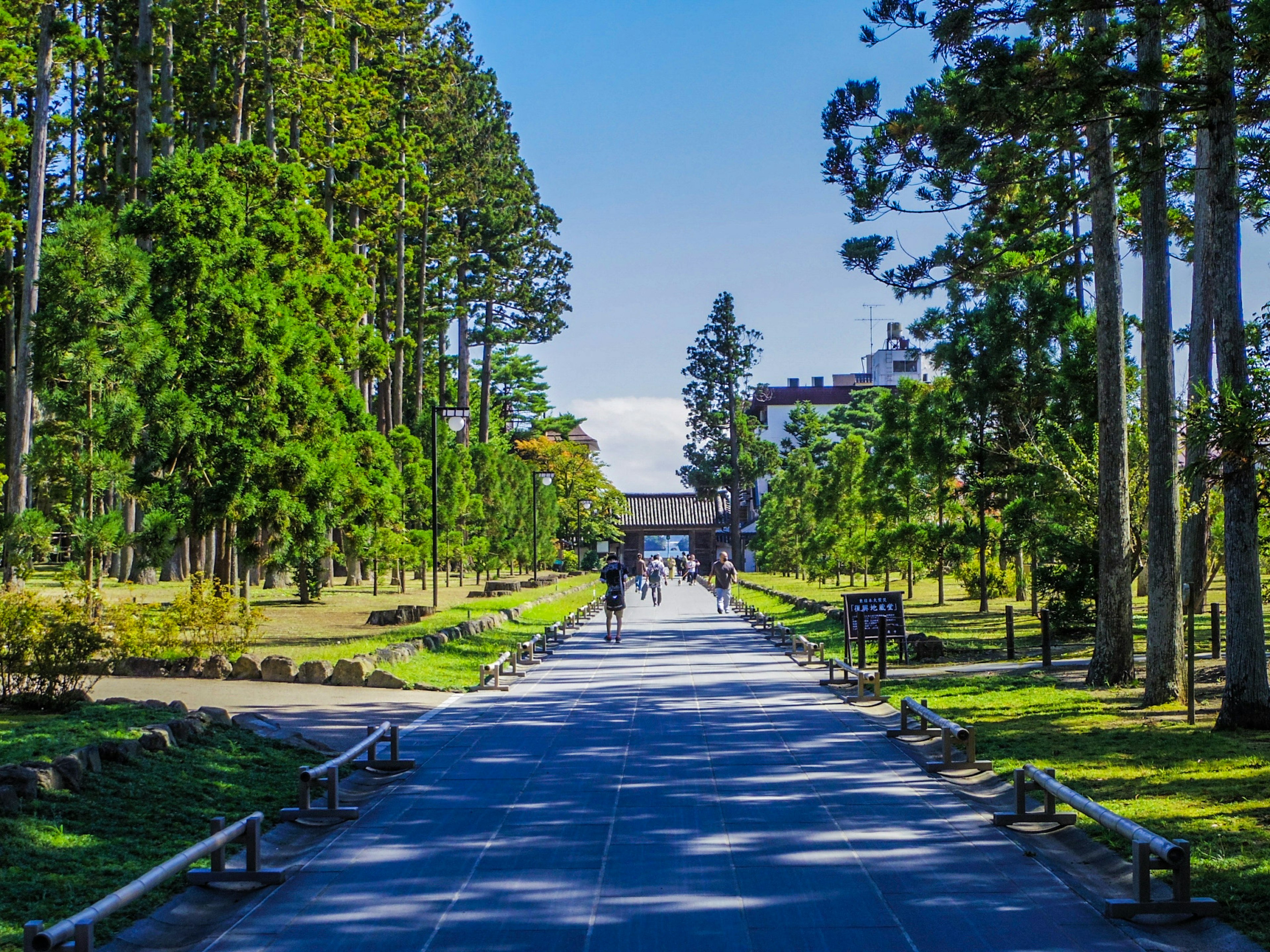 Pathway lined with tall trees and visitors walking