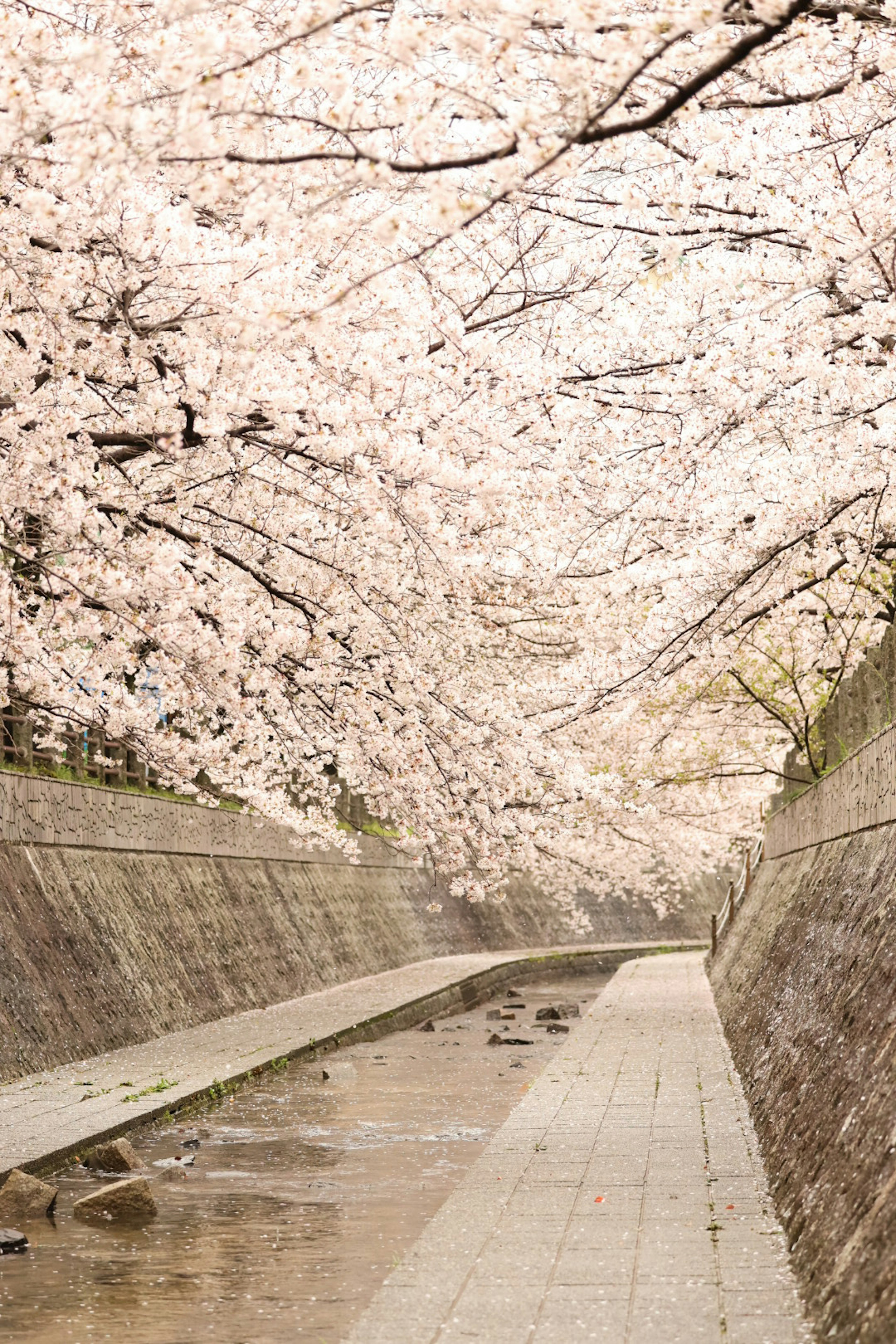 桜の木が並ぶ静かな水路の風景