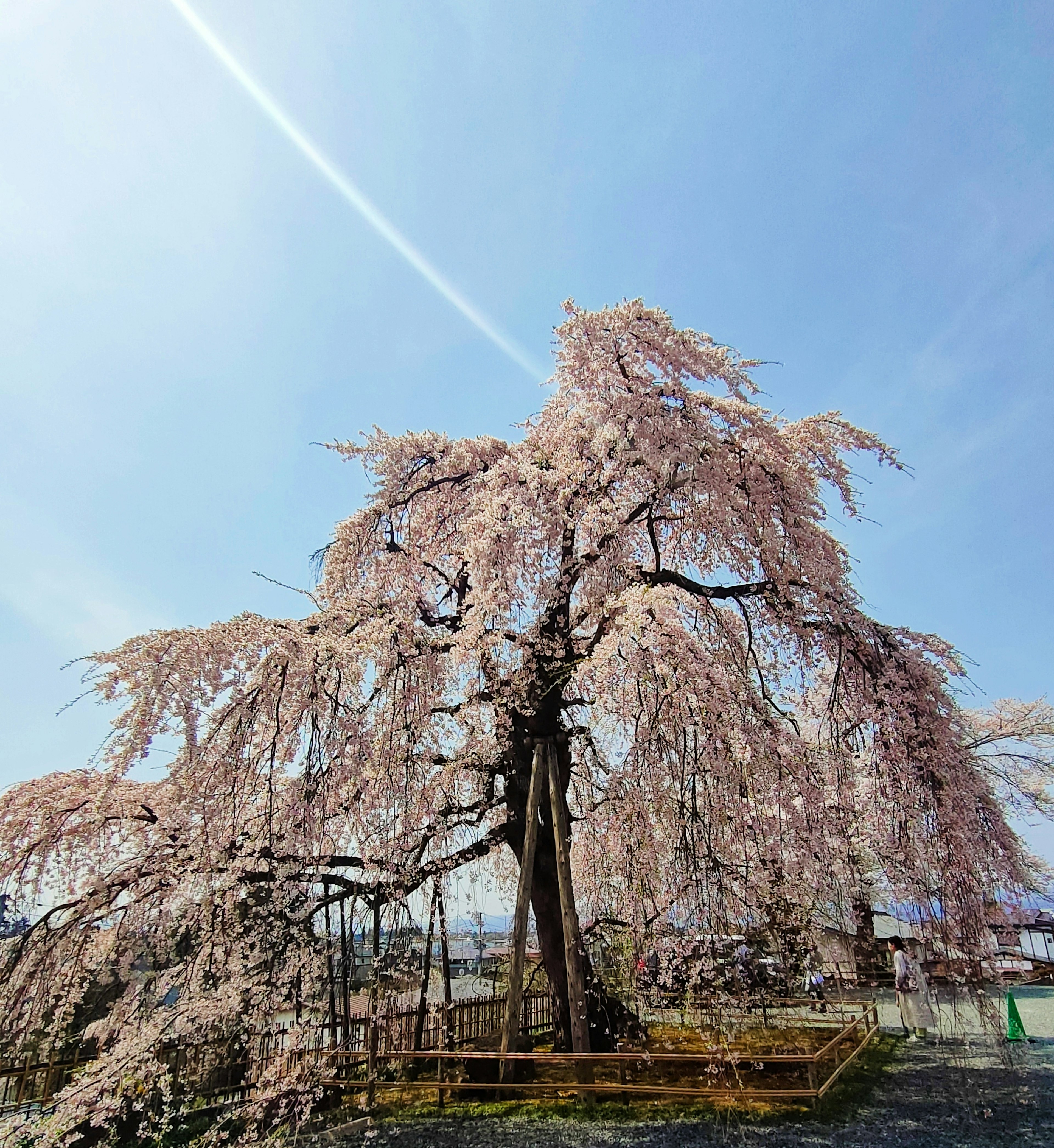 大きな枝垂れ桜の木が青空の下に広がっている