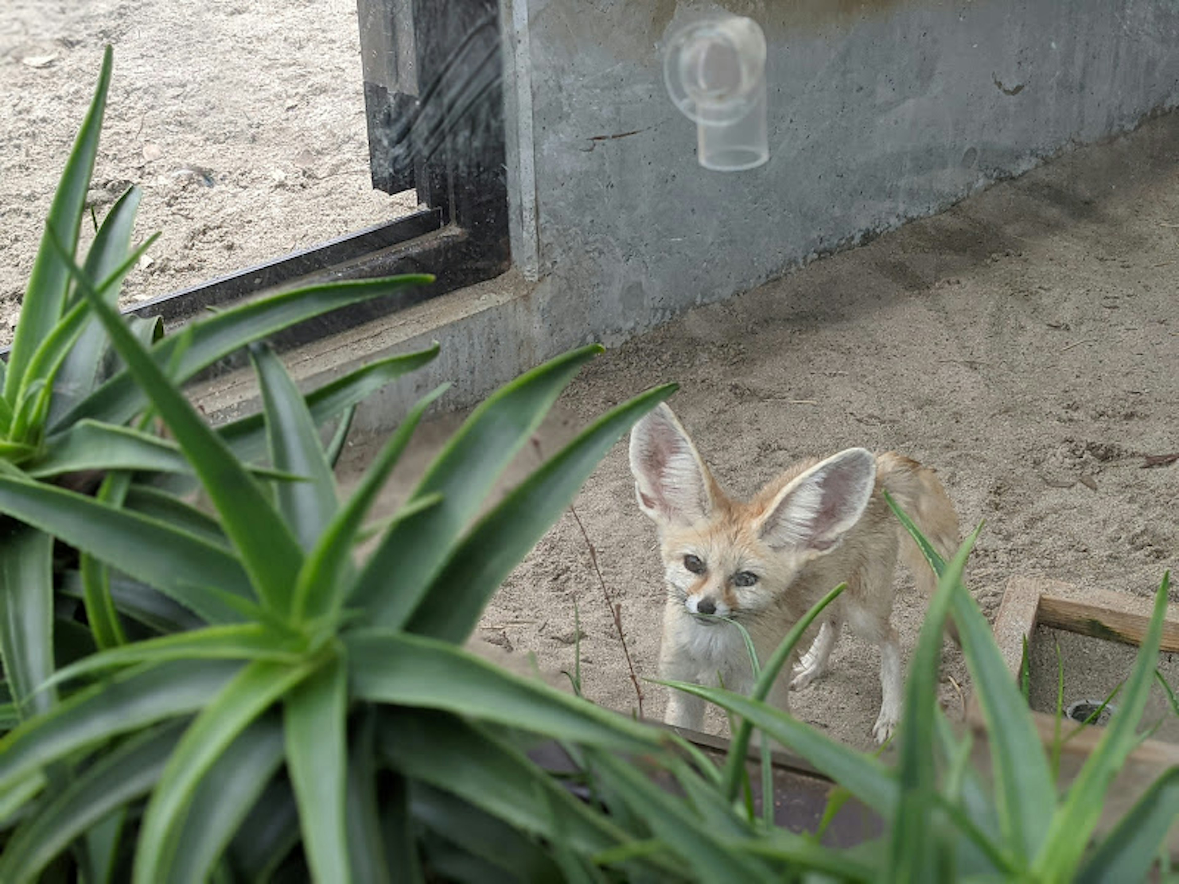 Rubah fennec di lingkungan berpasir dengan tanaman hijau di sekitarnya