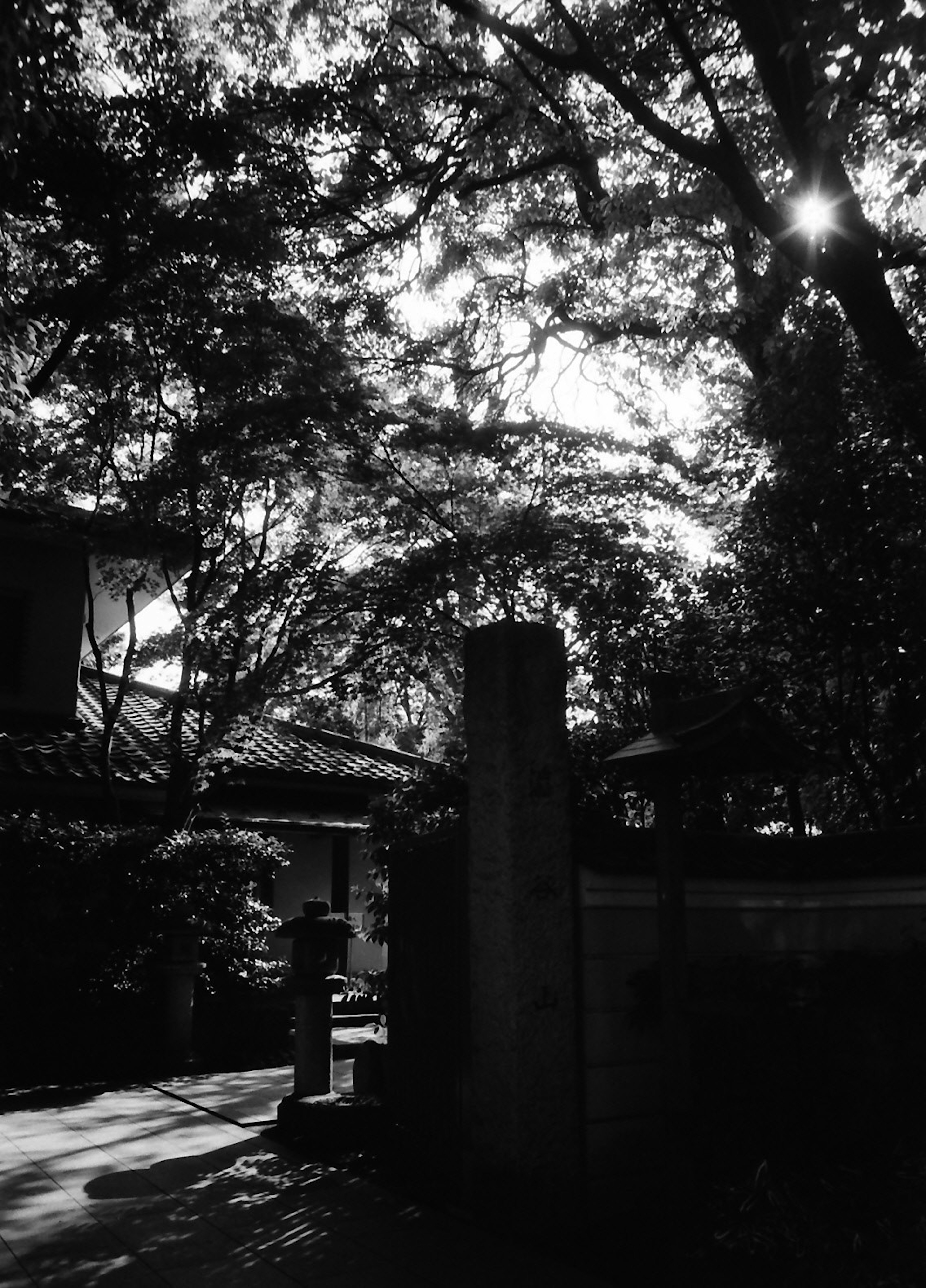 Monochrome photo of a quiet street with lush trees