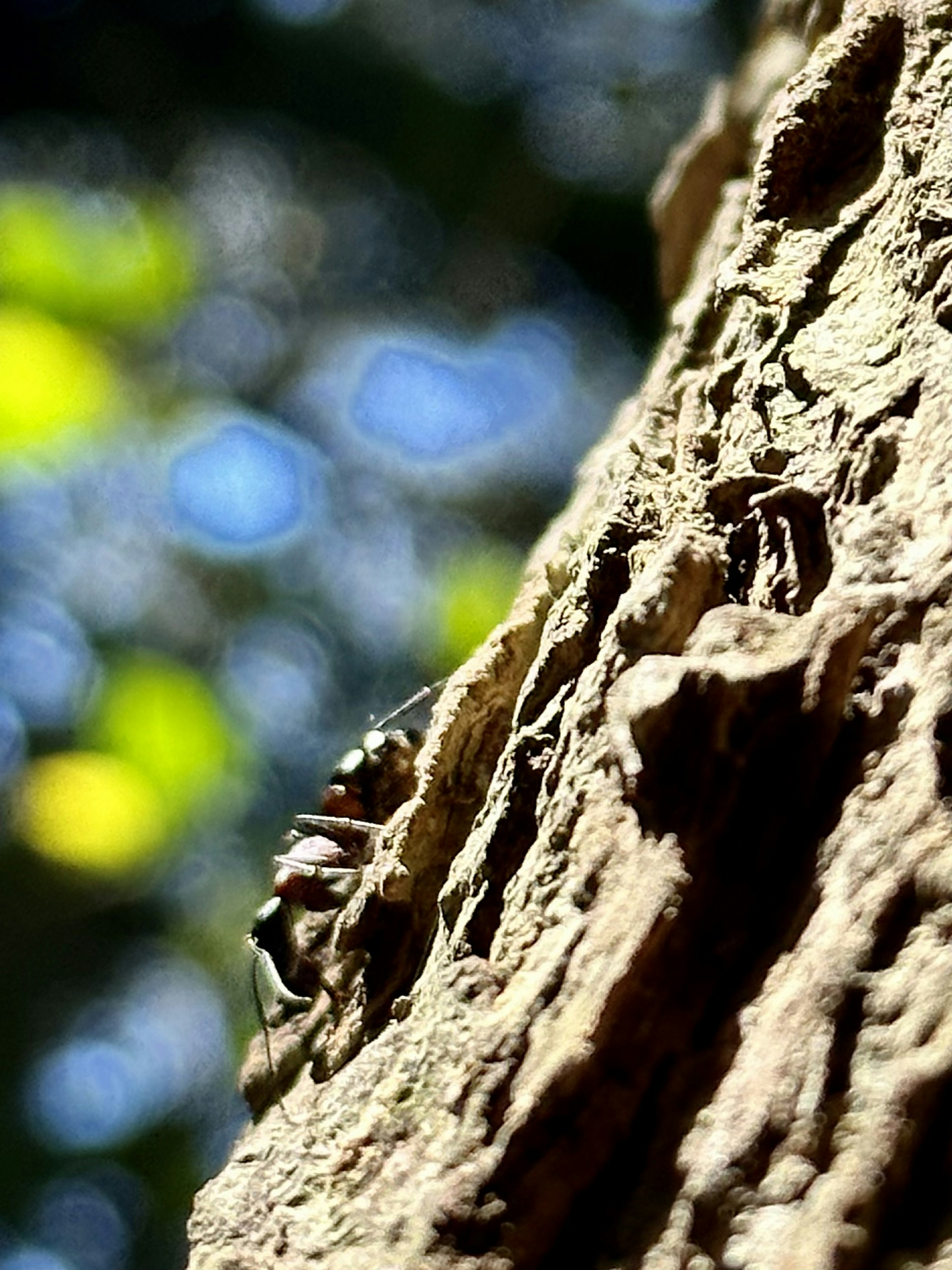 Insetto appollaiato su un tronco d'albero con sfondo verde sfocato