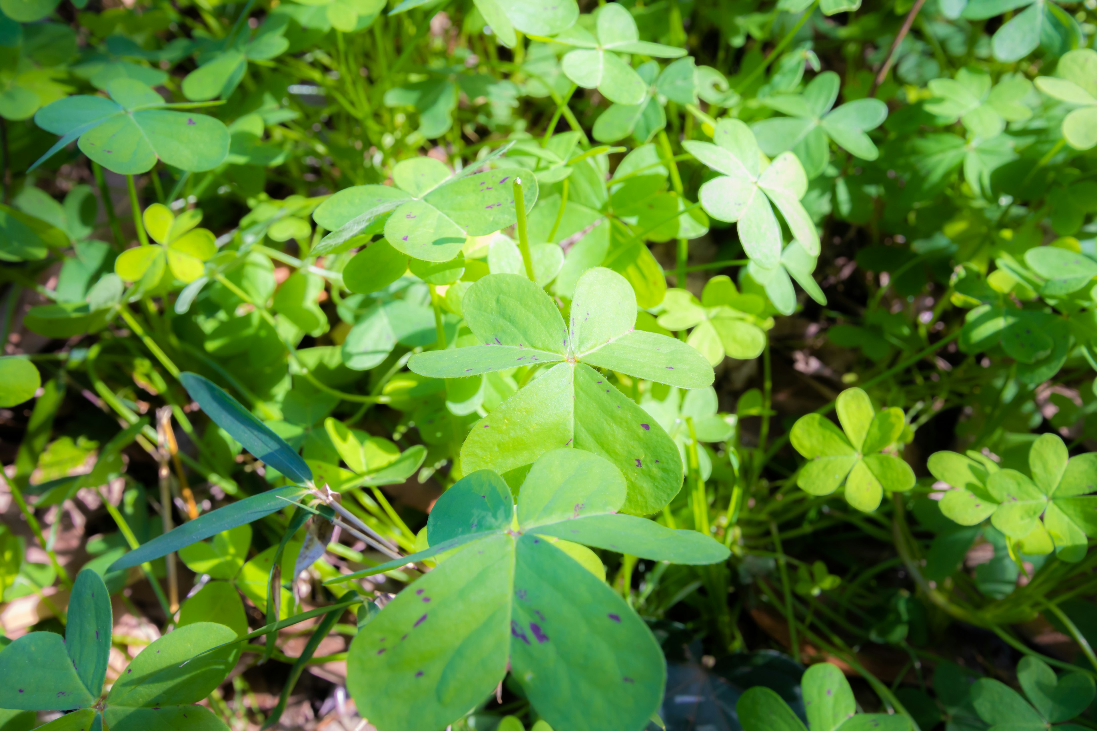 A dense patch of green clover leaves