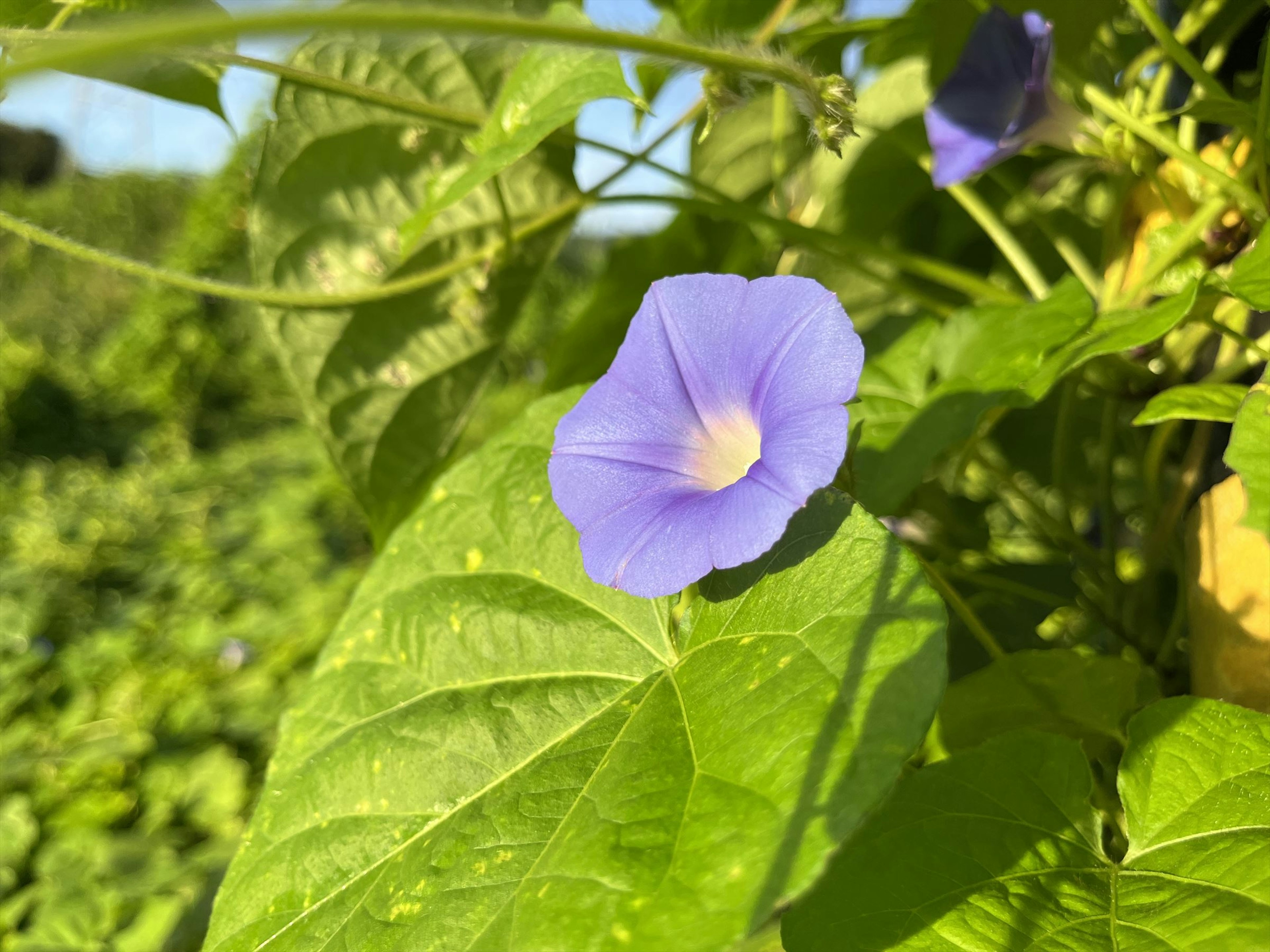 Gros plan d'une fleur violette avec des feuilles vertes