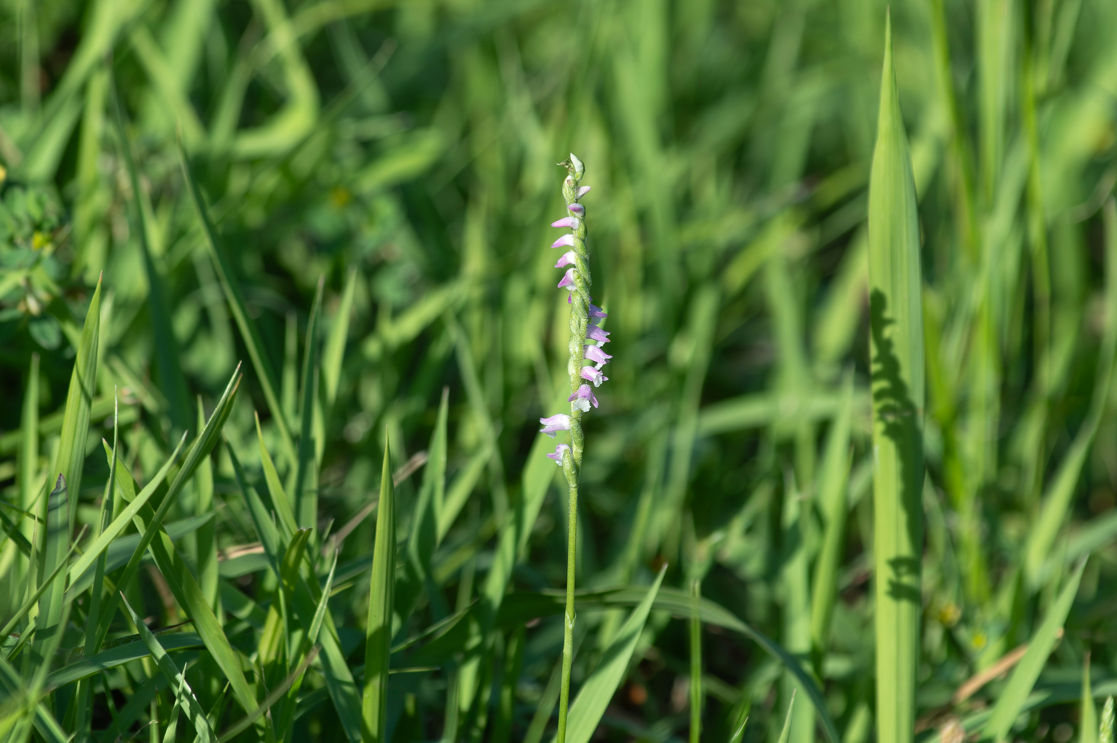 A small purple flower growing amidst green grass