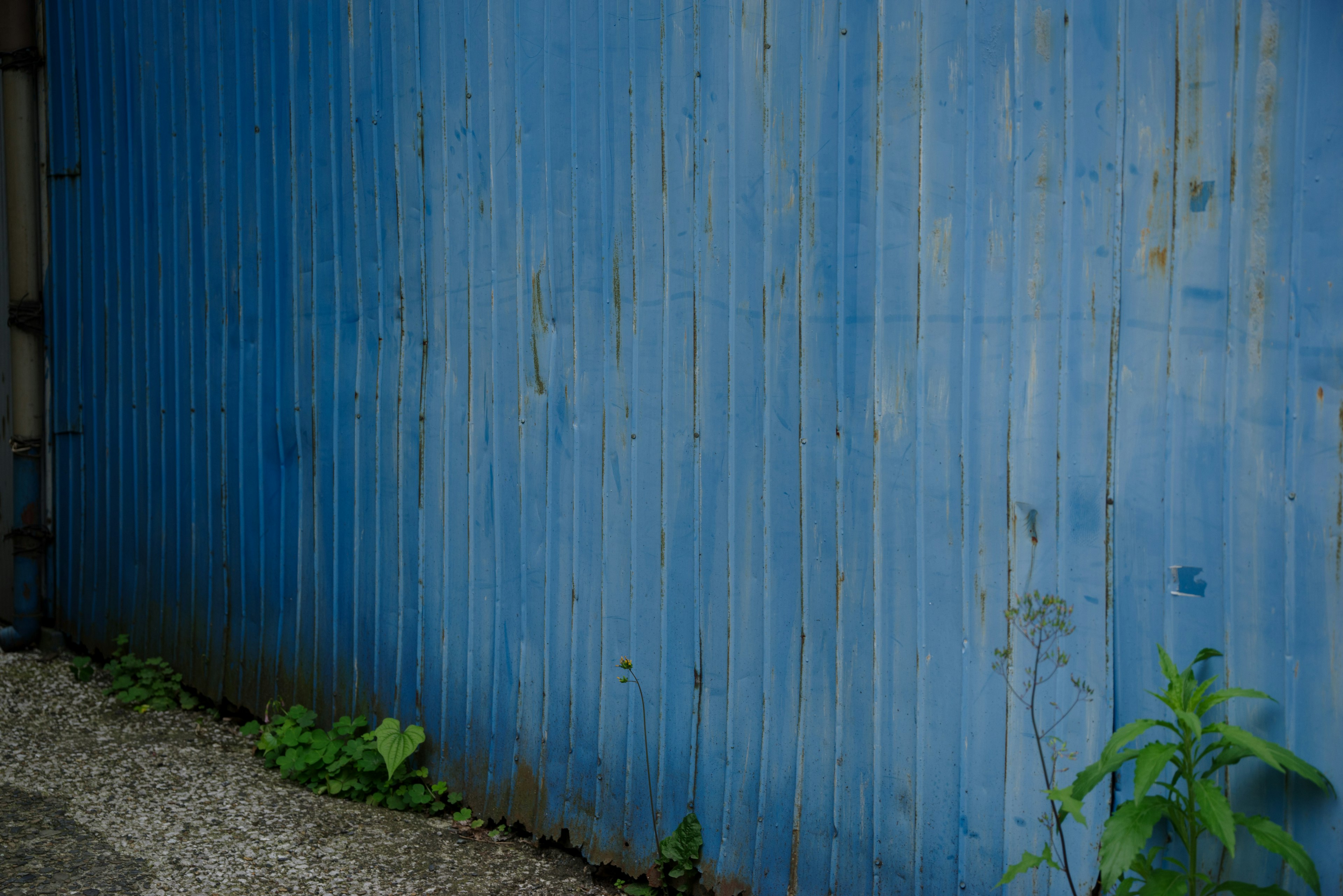 Pared de metal corrugado azul con plantas verdes en la base