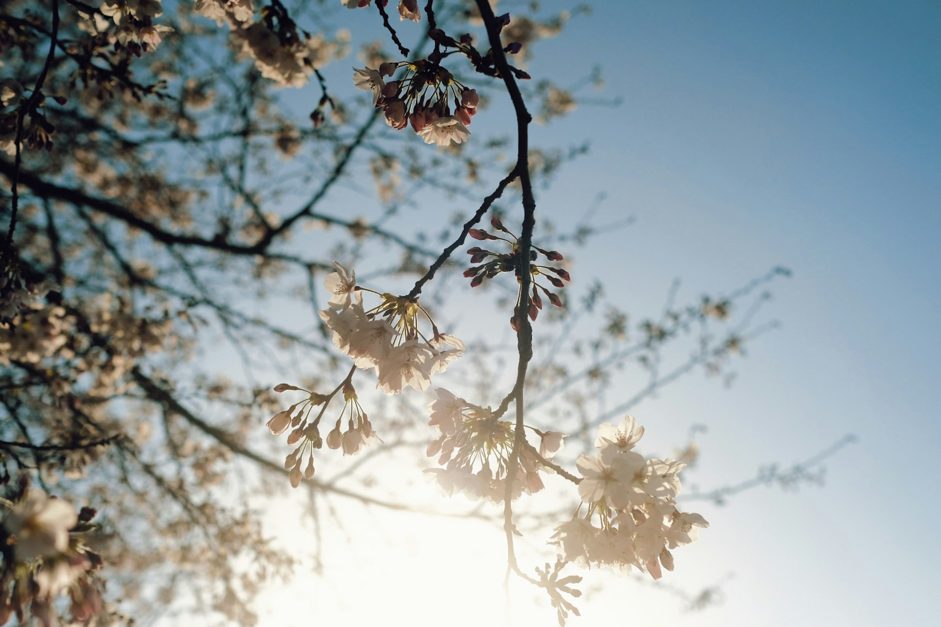 青空の下に咲く桜の花と枝のクローズアップ