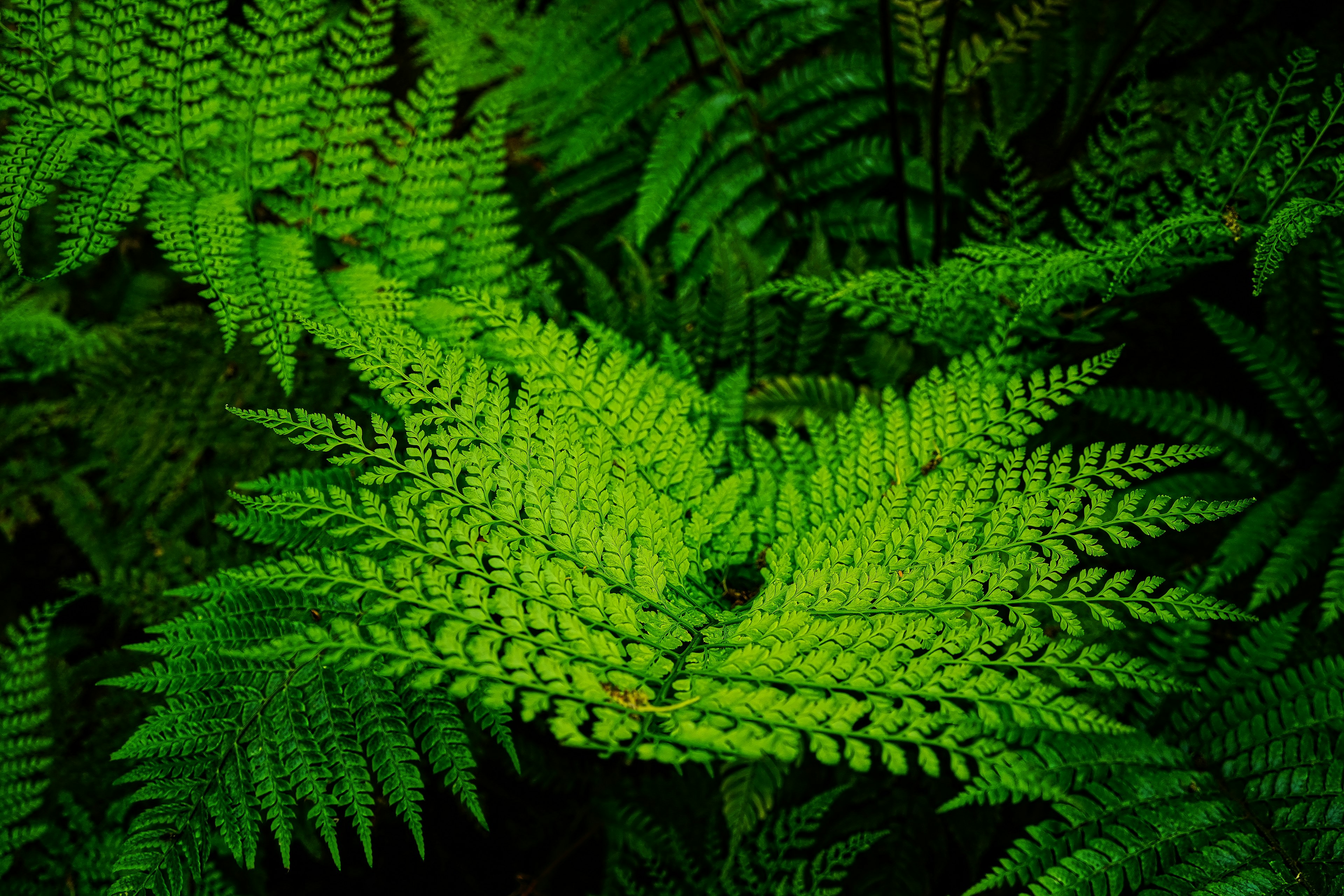 Close-up of overlapping green ferns in a lush environment