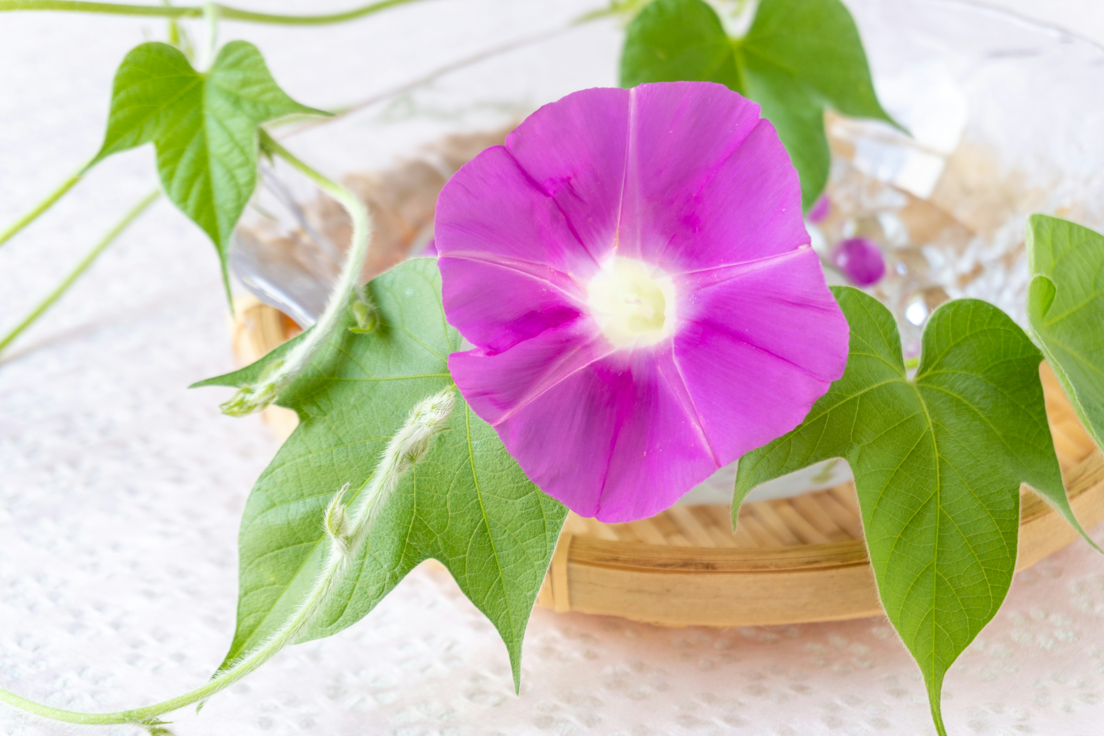 Image of a vibrant purple flower with green leaves