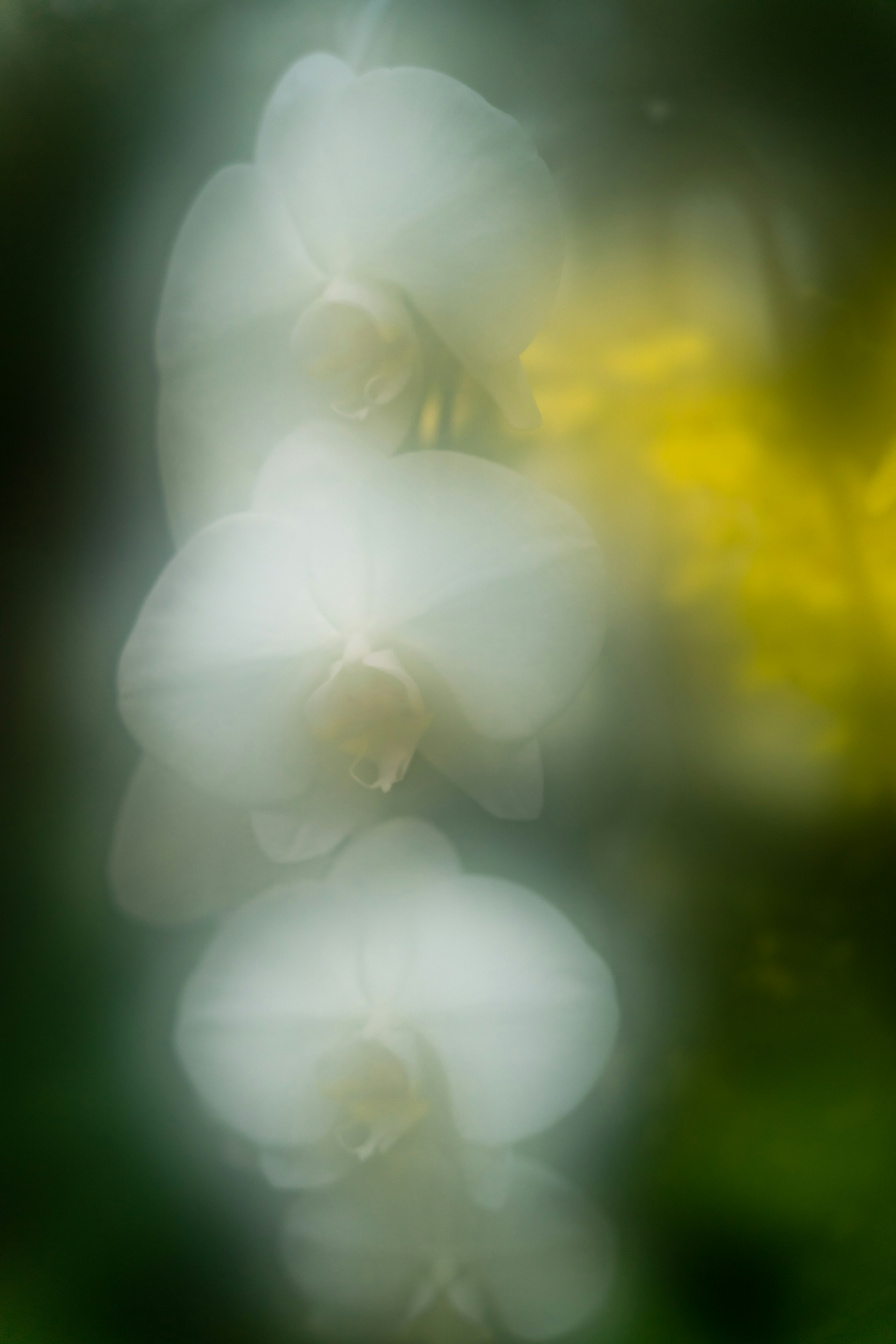 Flou doux de fleurs d'orchidées blanches avec un fond jaune