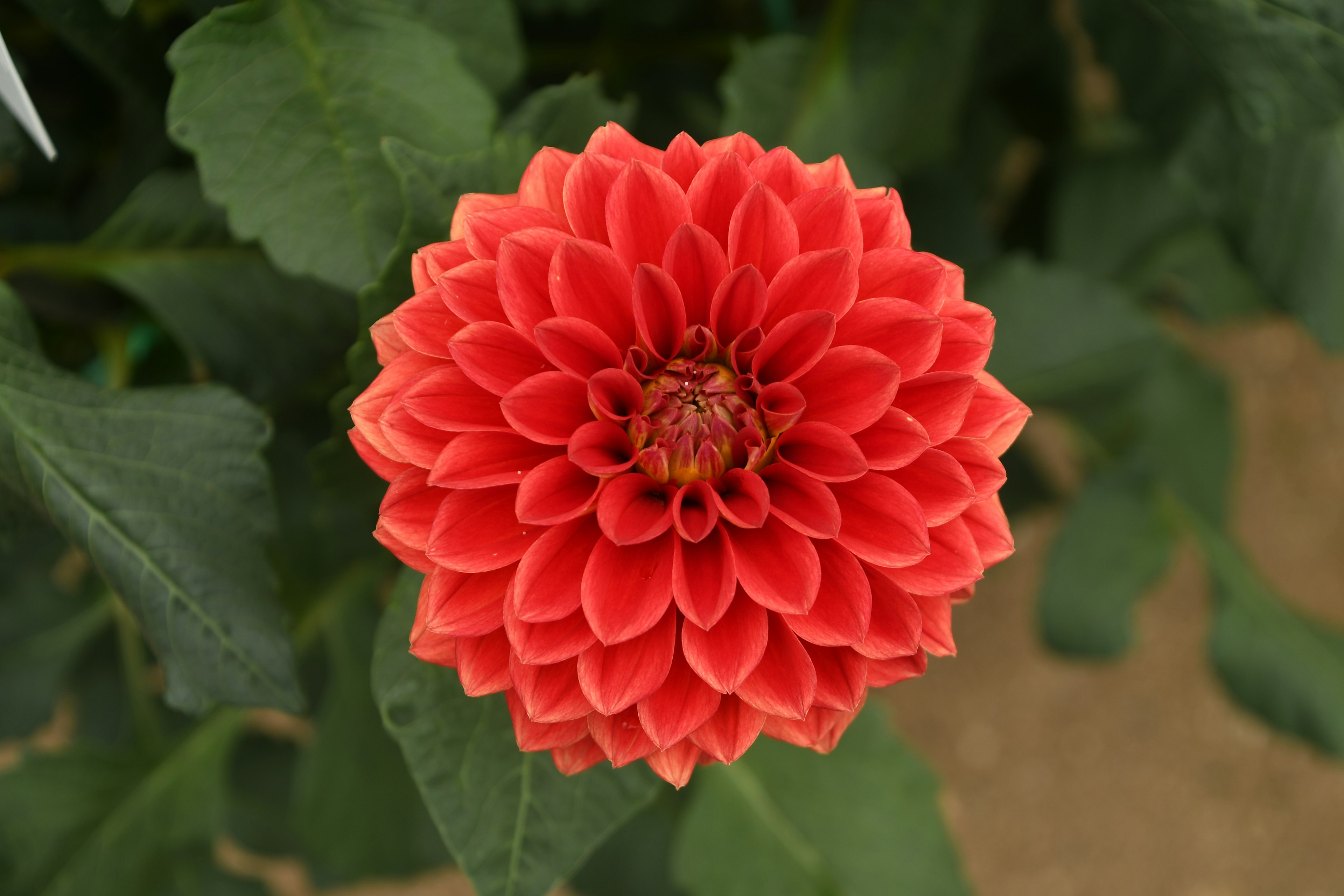 Fleur de dahlias rouge vif en pleine floraison