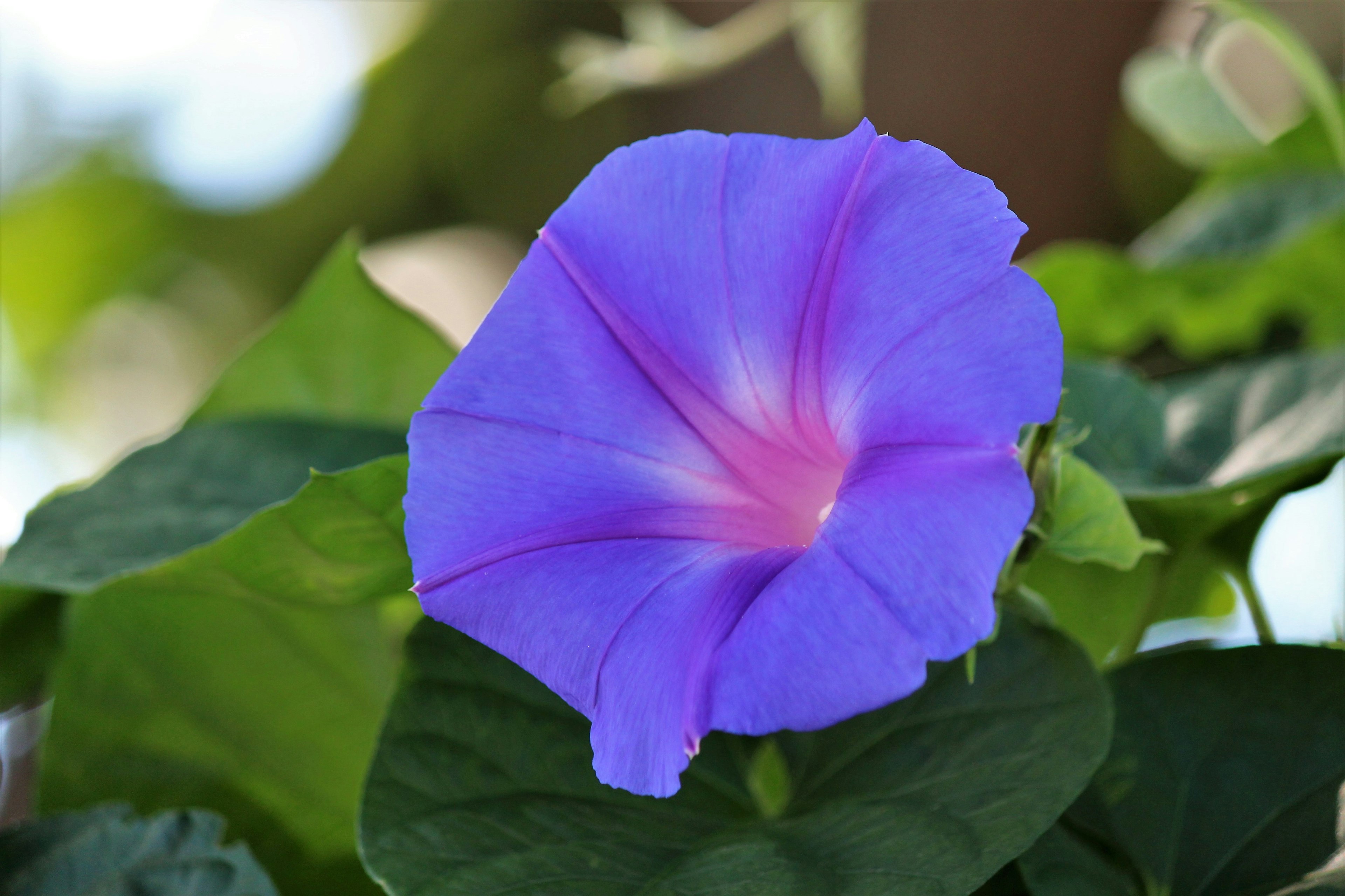 Vibrant purple morning glory flower with green leaves