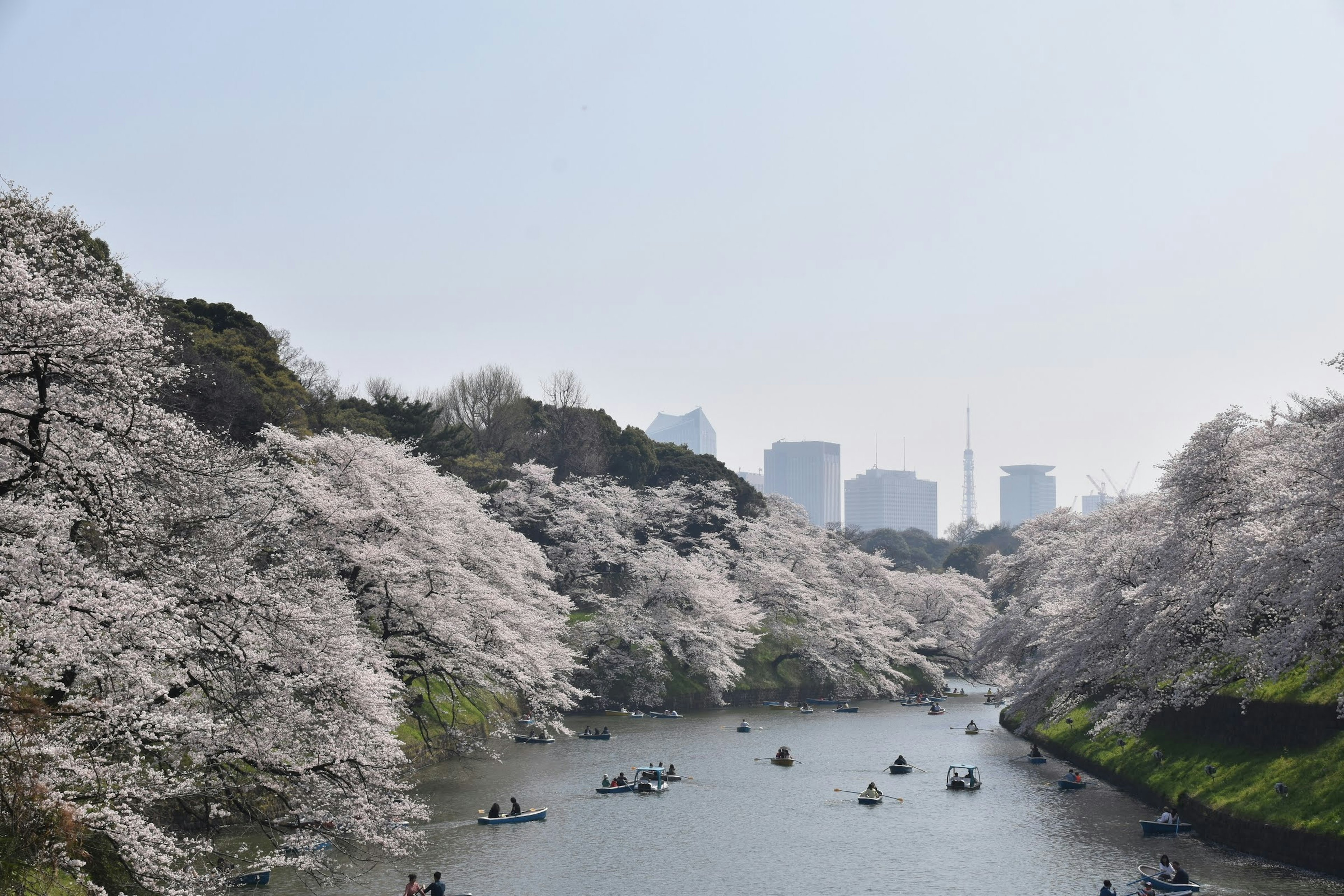 Eaux sereines entourées d'arbres en fleurs de cerisier avec la ligne d'horizon de Tokyo