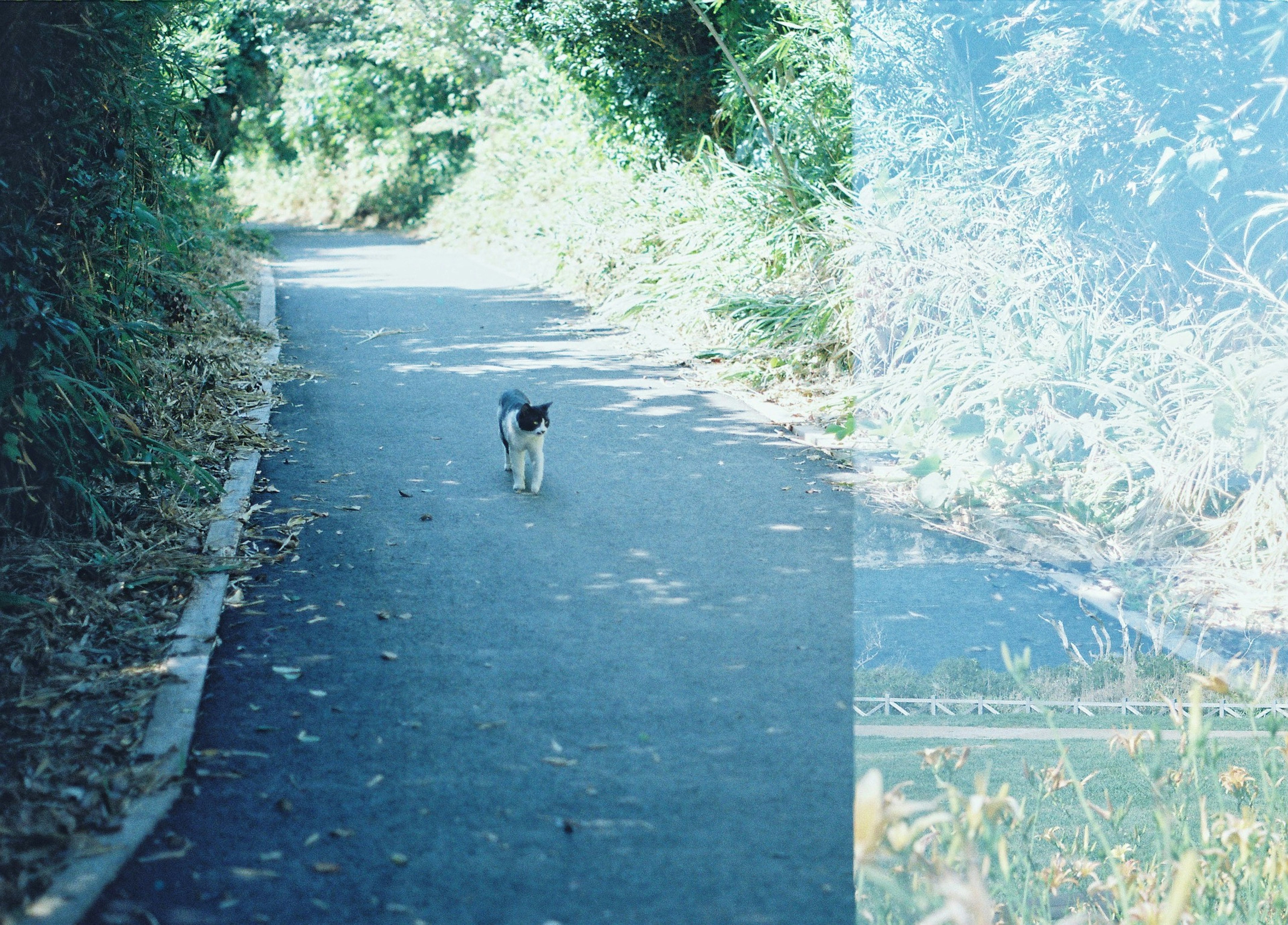 静かな道を歩く犬と自然の景色