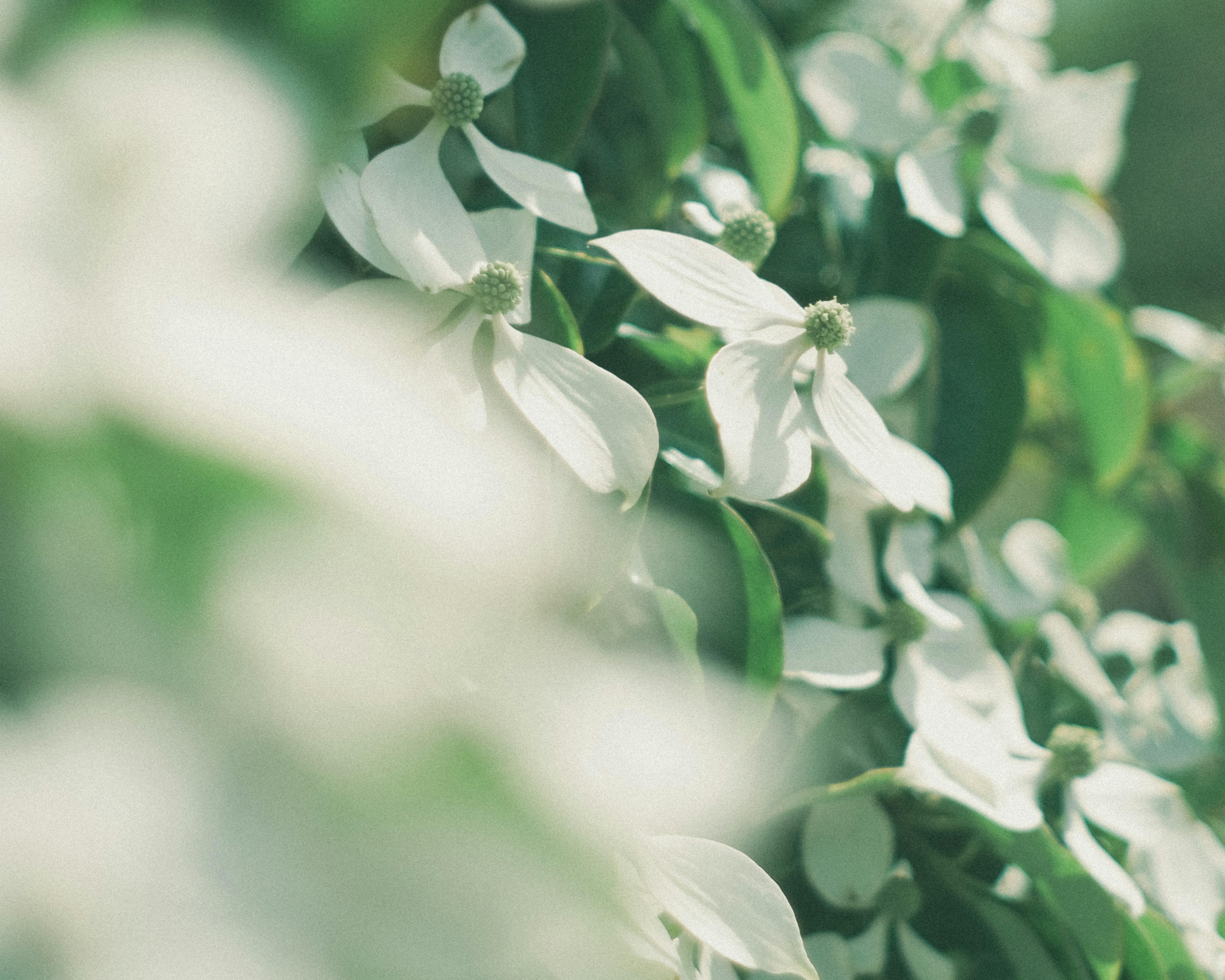 Suave desenfoque de flores blancas entre hojas verdes