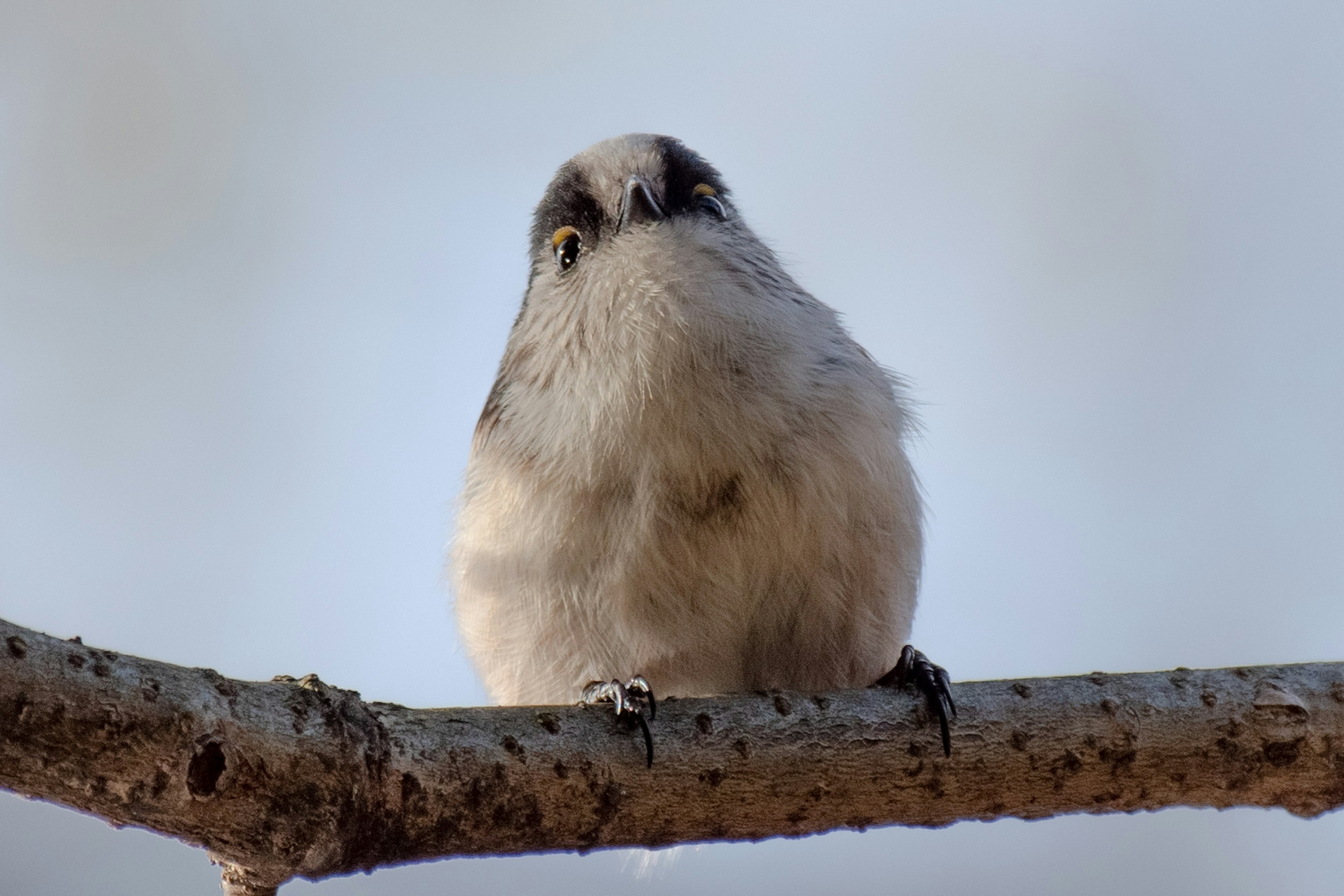 Ein niedlicher kleiner Vogel, der auf einem Ast sitzt