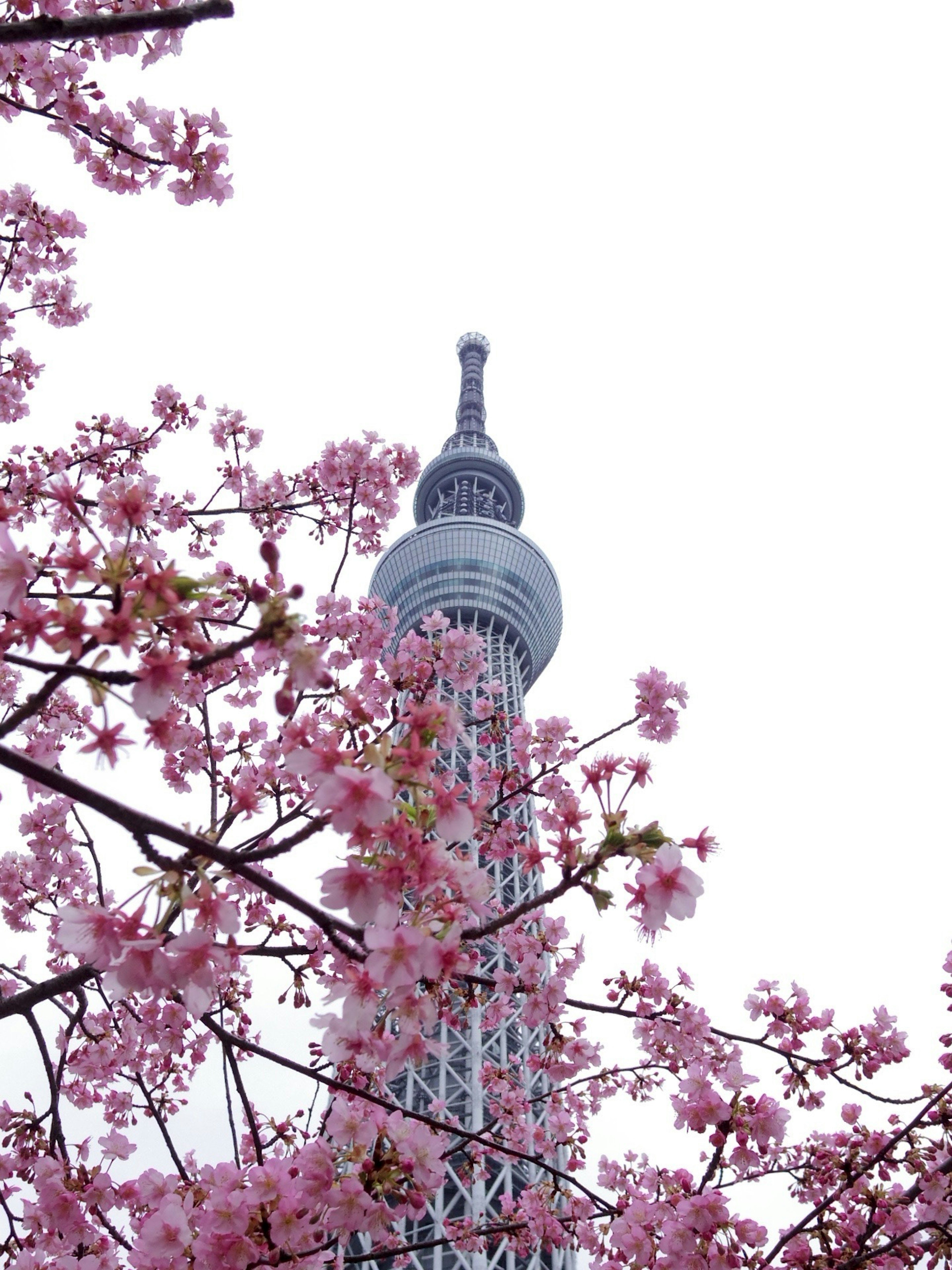 櫻花環繞的東京晴空塔