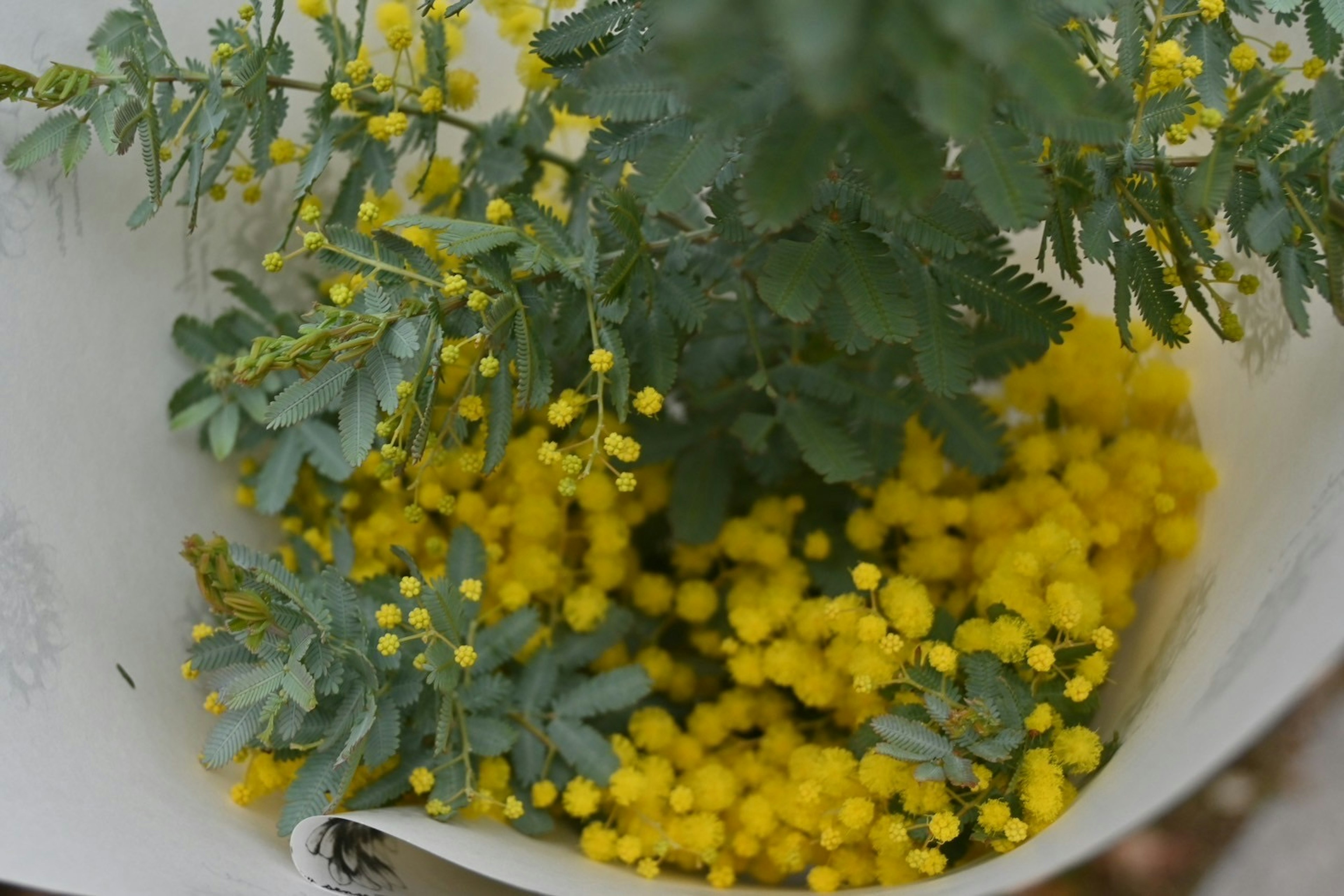 黄色いミモザの花と緑の葉が混ざったブーケ