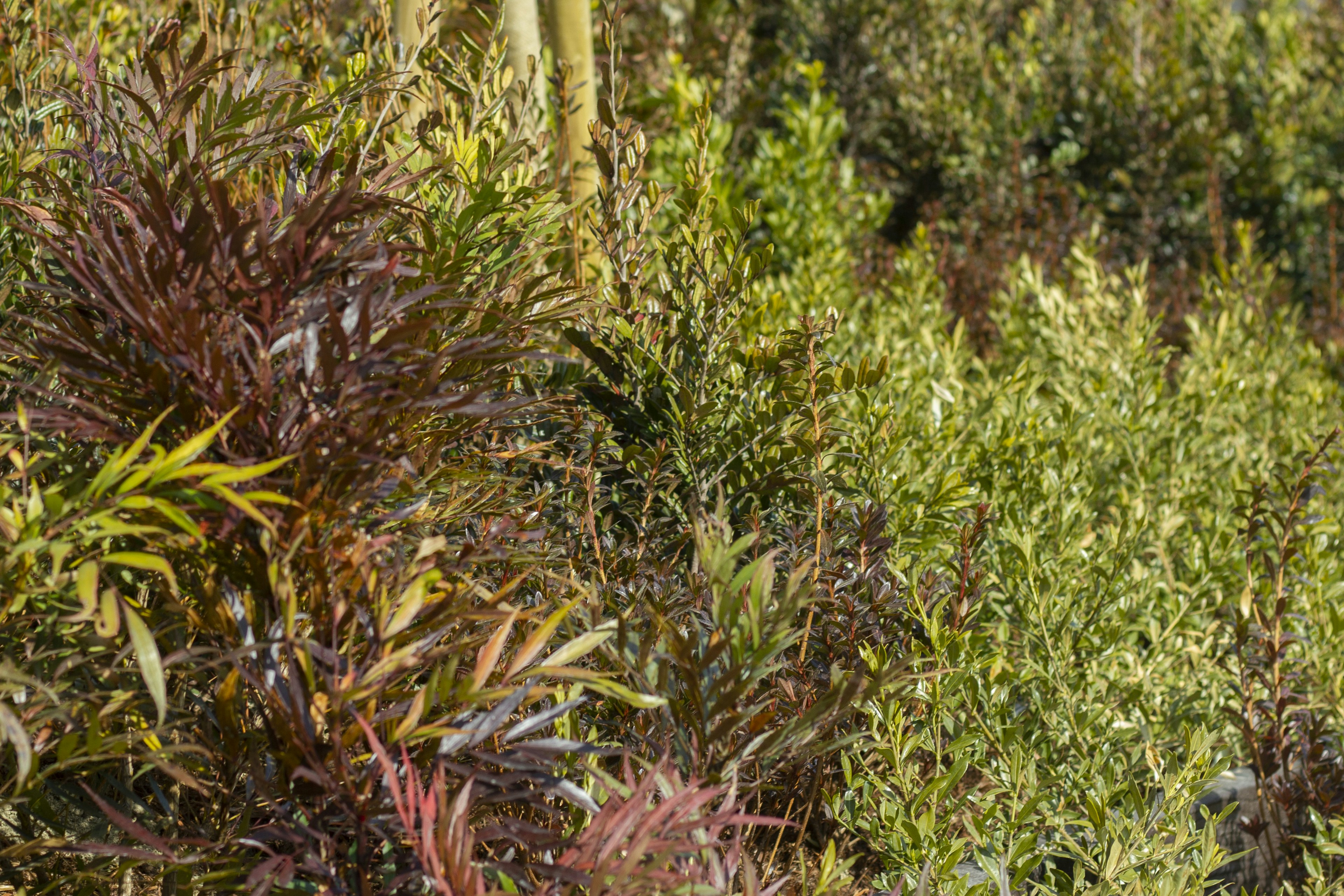 多様な緑色の植物と赤紫色の葉を持つ植物が生い茂る風景