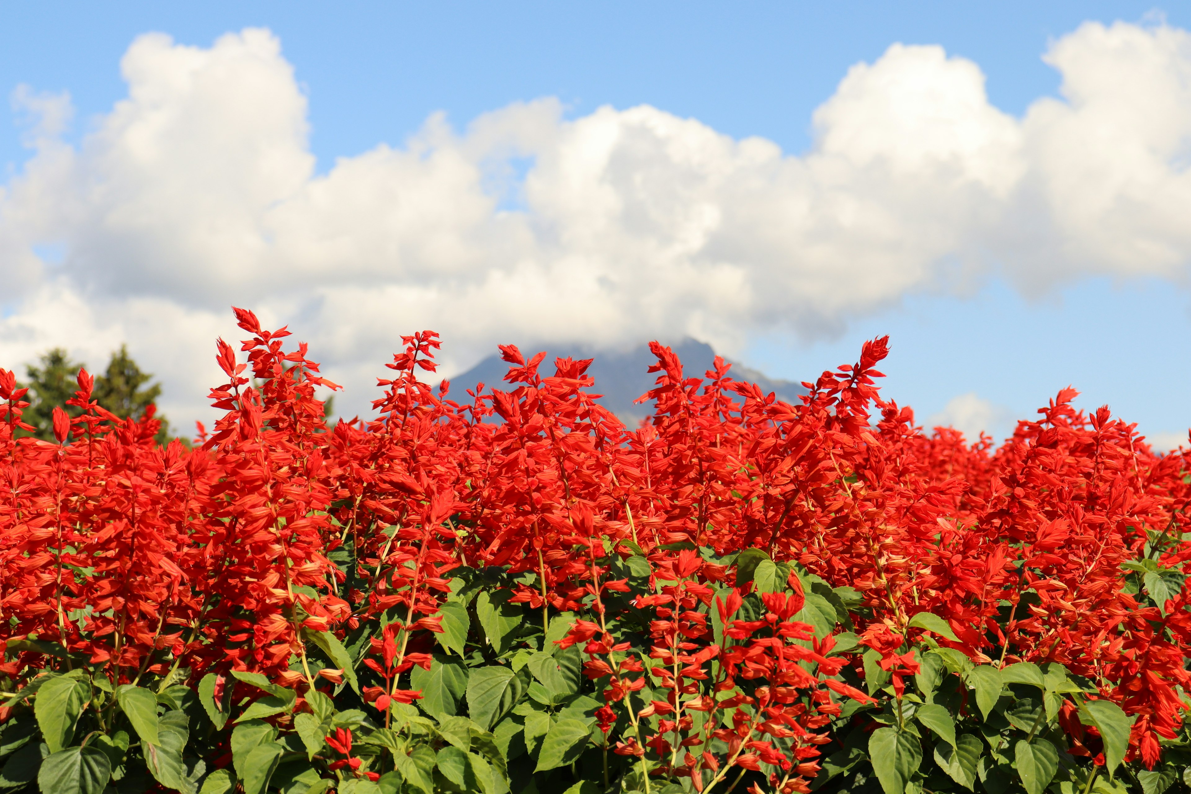 Vibrant red flowers in bloom under a blue sky with a mountain in the background