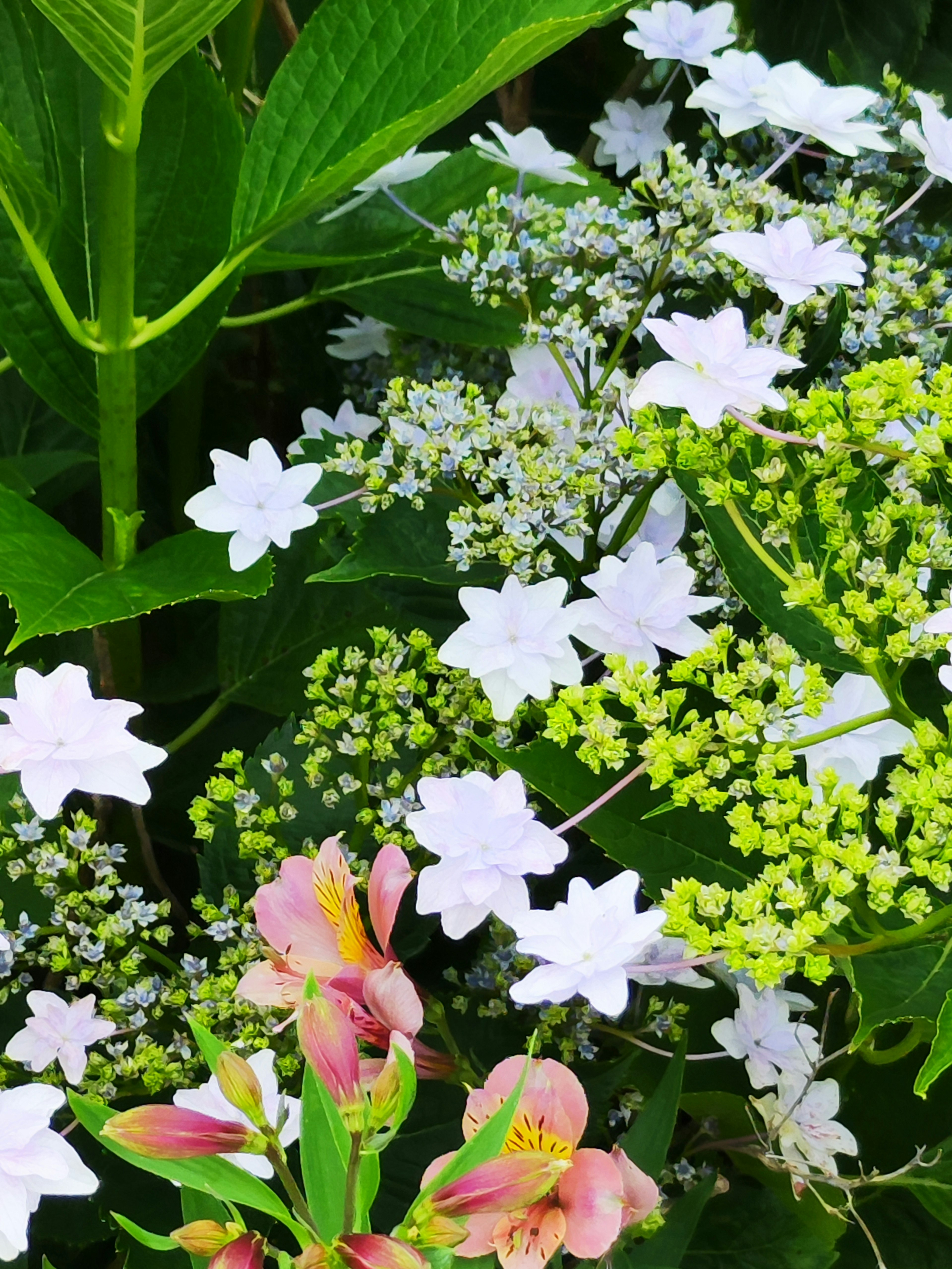 Pemandangan taman yang cerah dengan bunga putih dan daun hijau subur