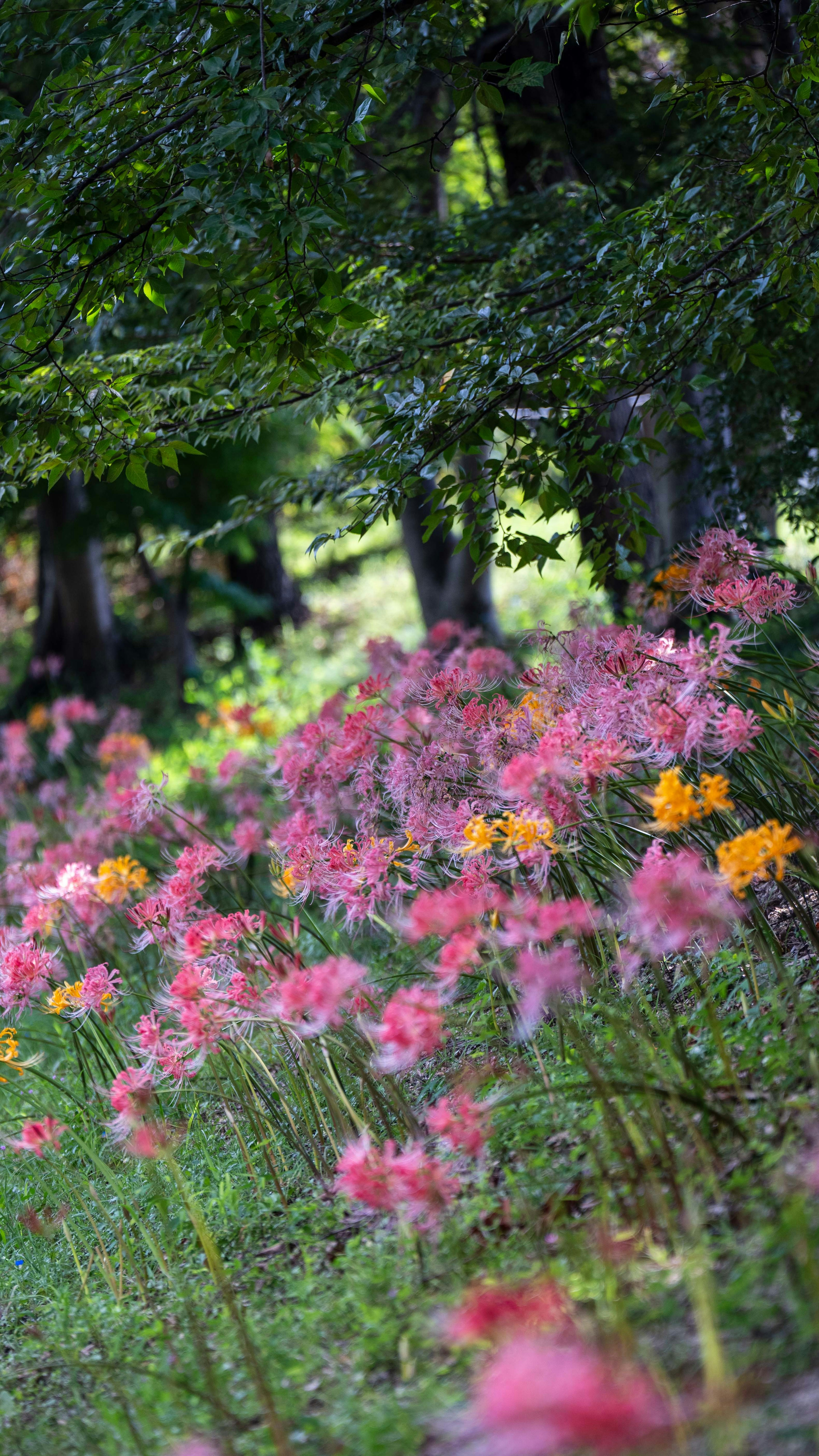 Cluster of pink and orange flowers blooming among green trees