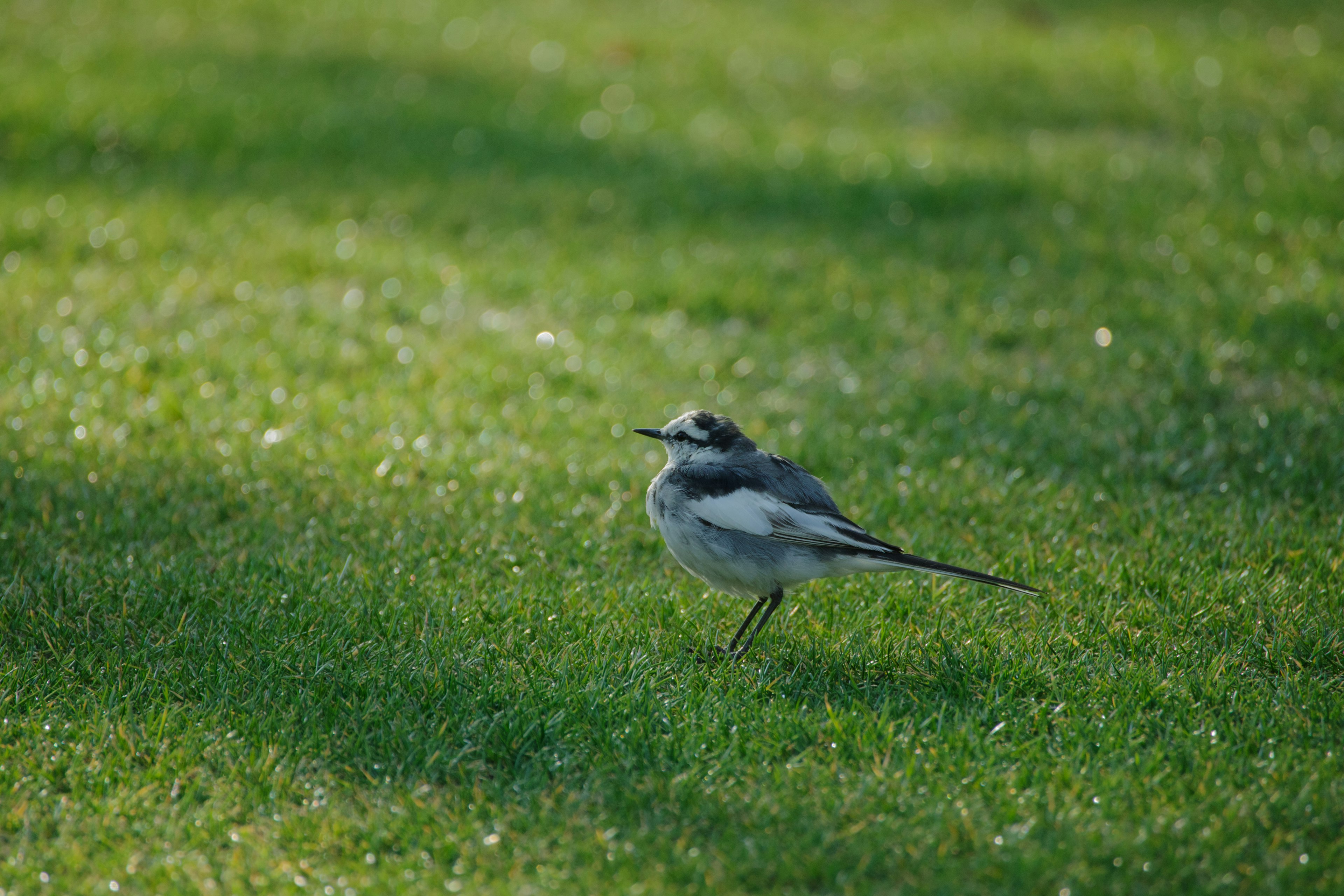 Small black and white bird standing on green grass